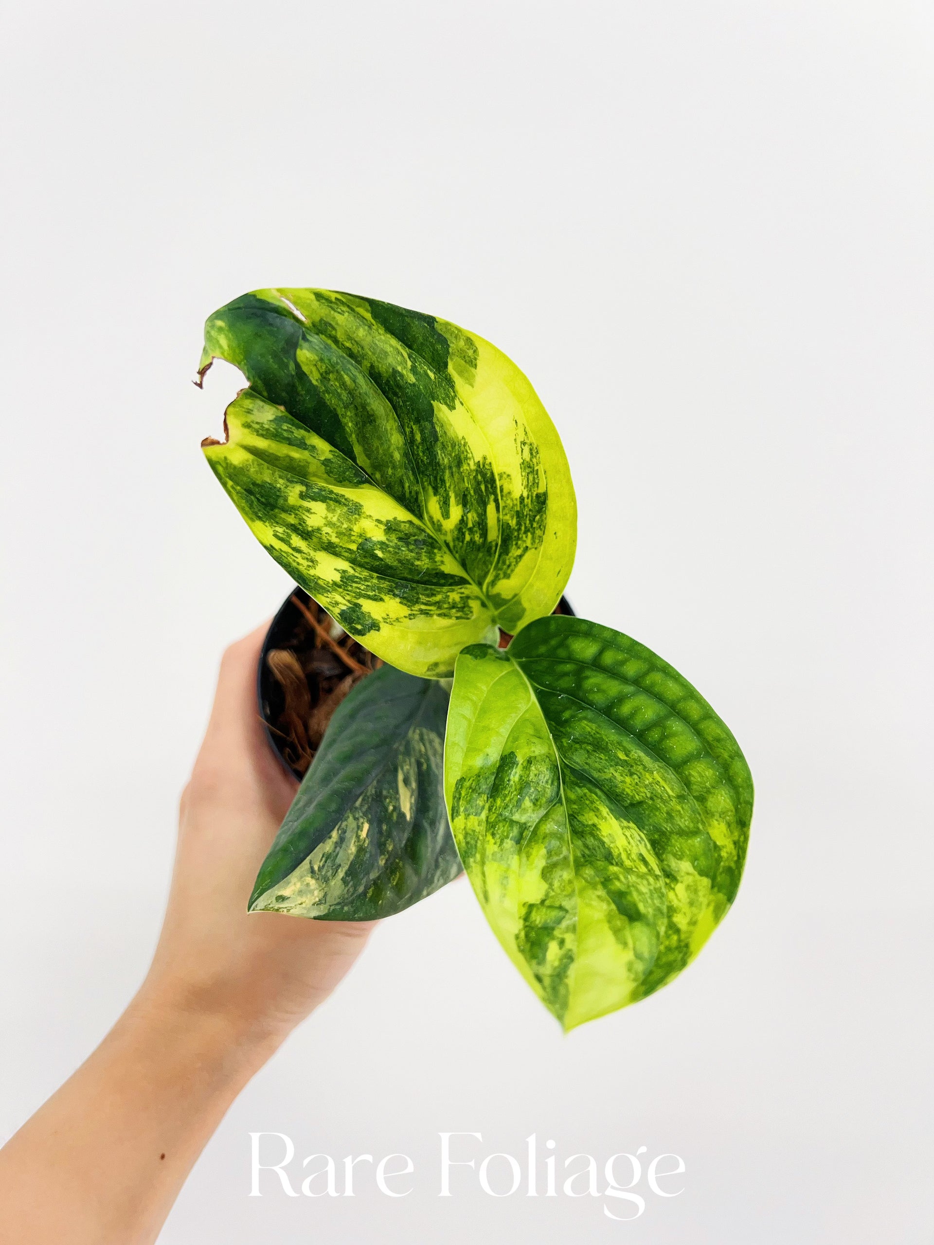 Monstera Peru Variegated 4'' – Rare Foliage Plant Co