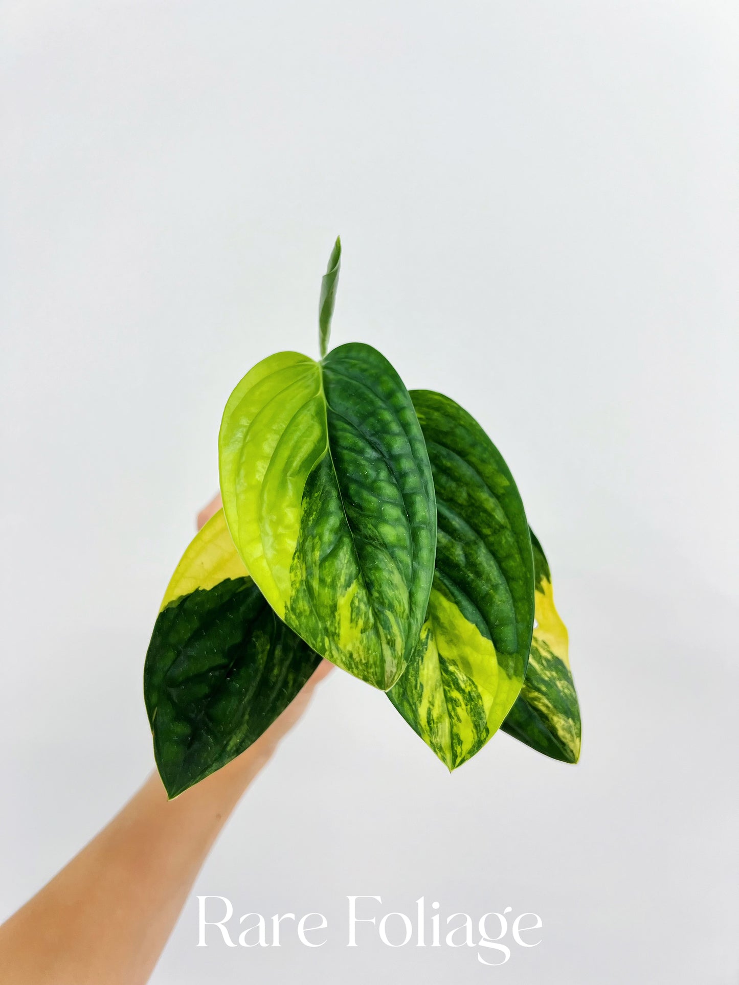 Monstera Peru Variegated 4’’ - US SELLER