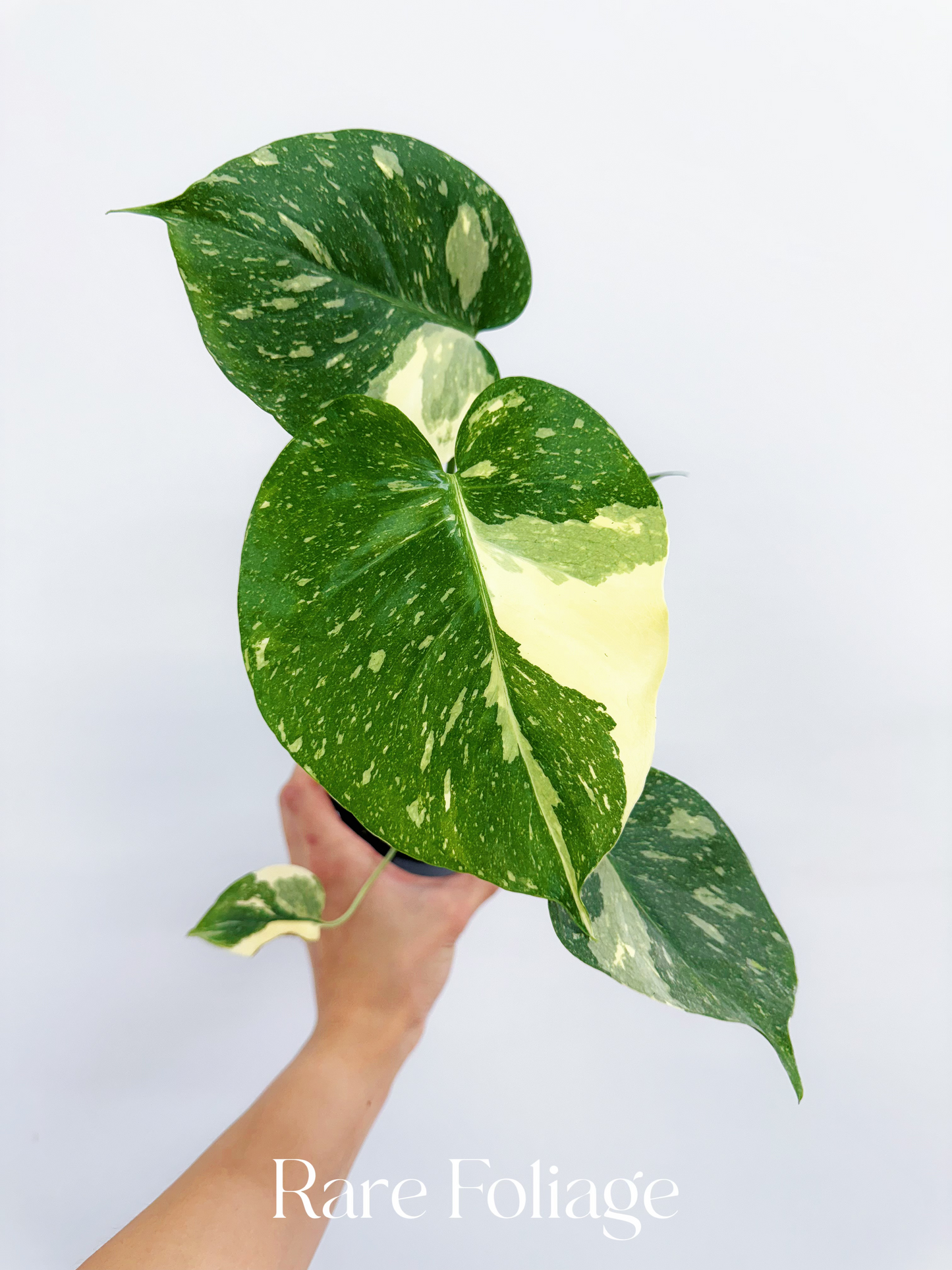 Monstera Thai Constellation 4"