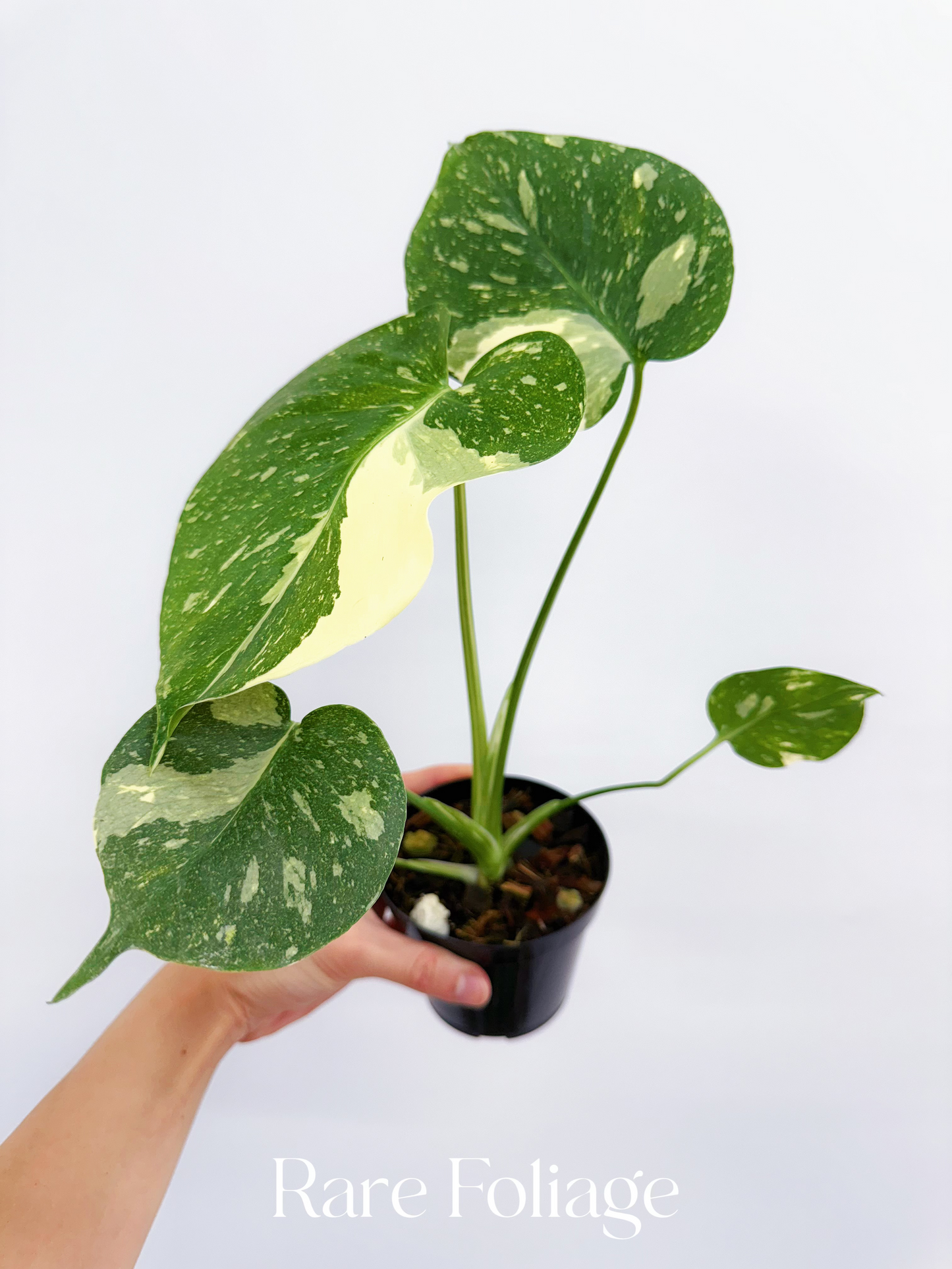 Monstera Thai Constellation 4"