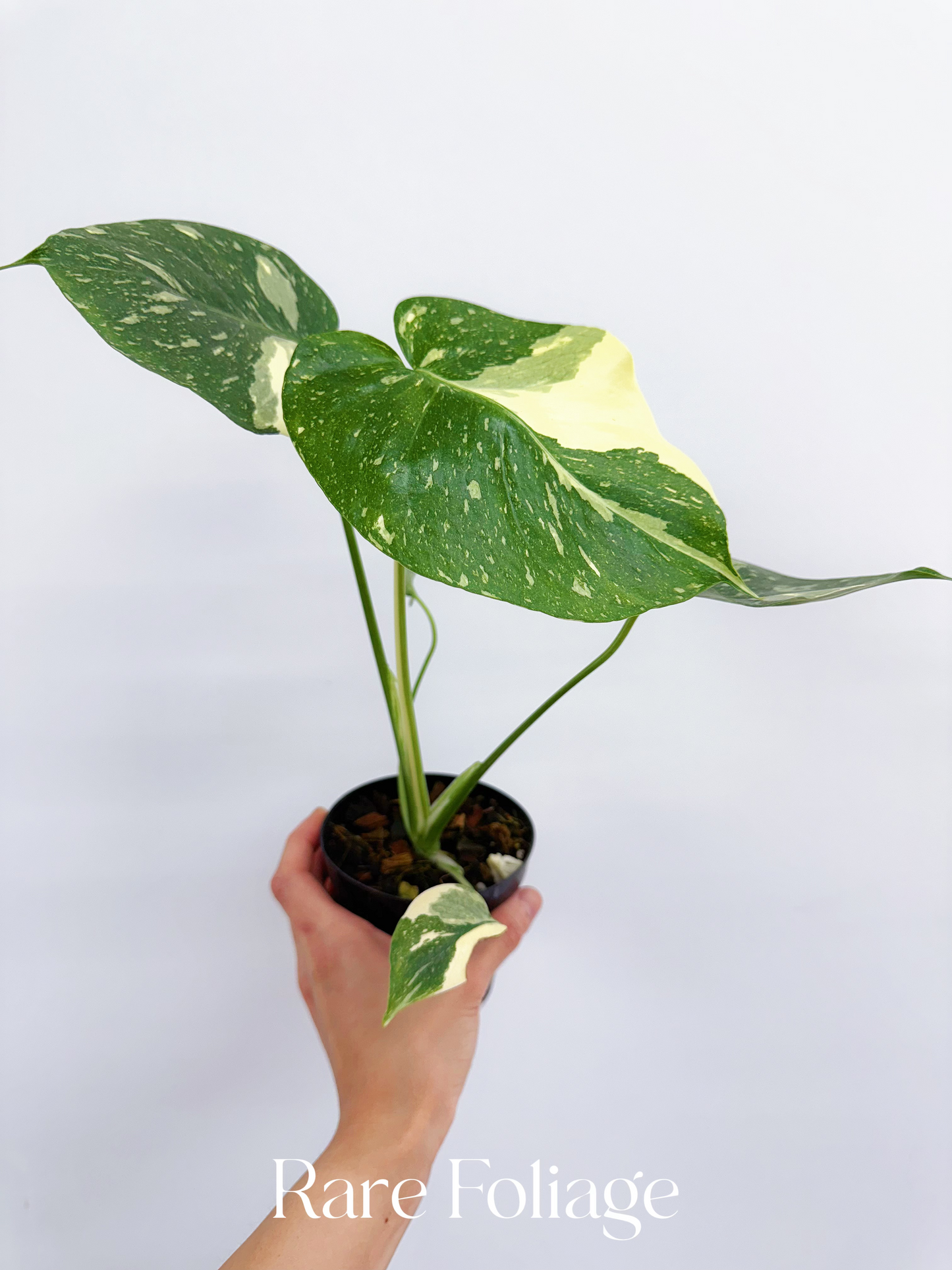 Monstera Thai Constellation 4"