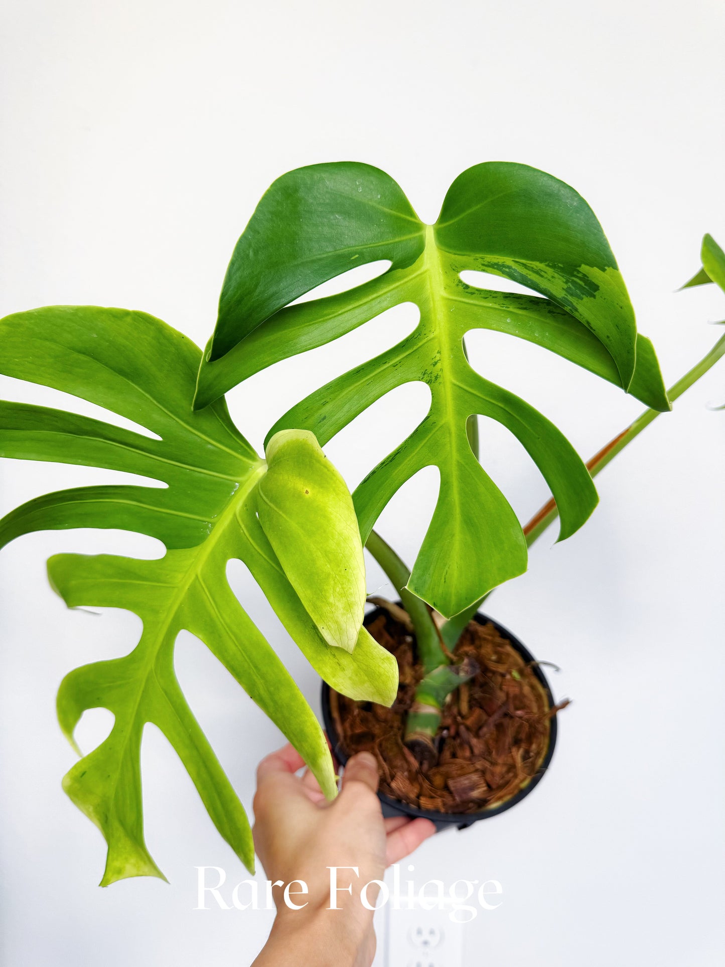 Monstera Deliciosa Light Lime 6” Exact Plant