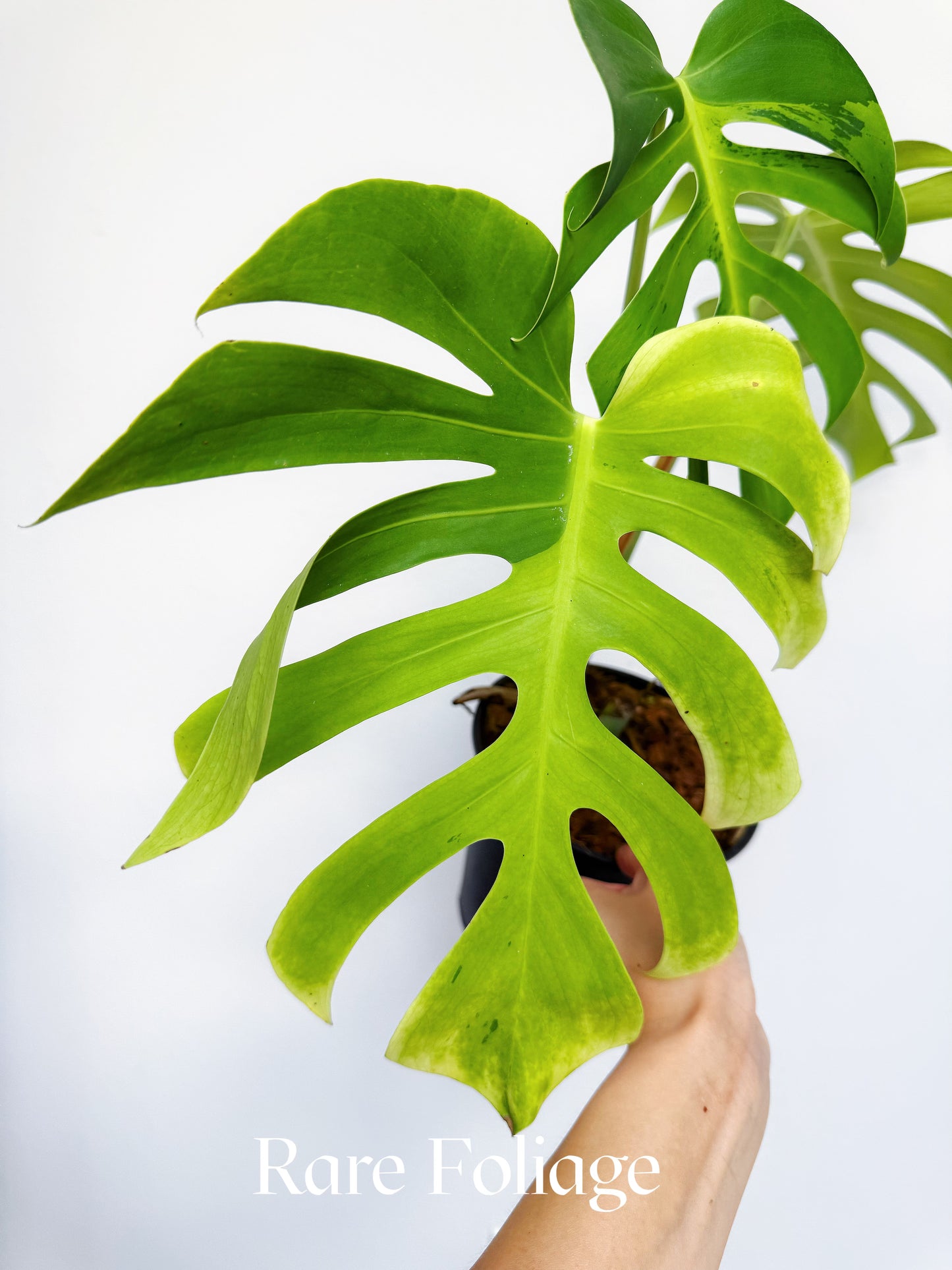Monstera Deliciosa Light Lime 6” Exact Plant