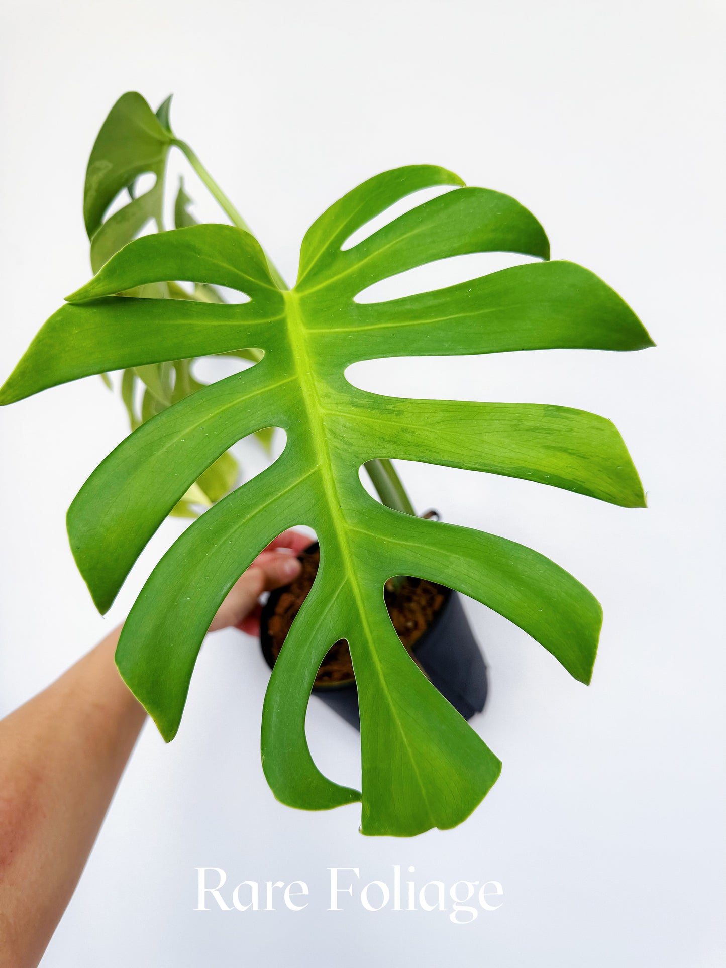 Monstera Deliciosa Light Lime 6” Exact Plant