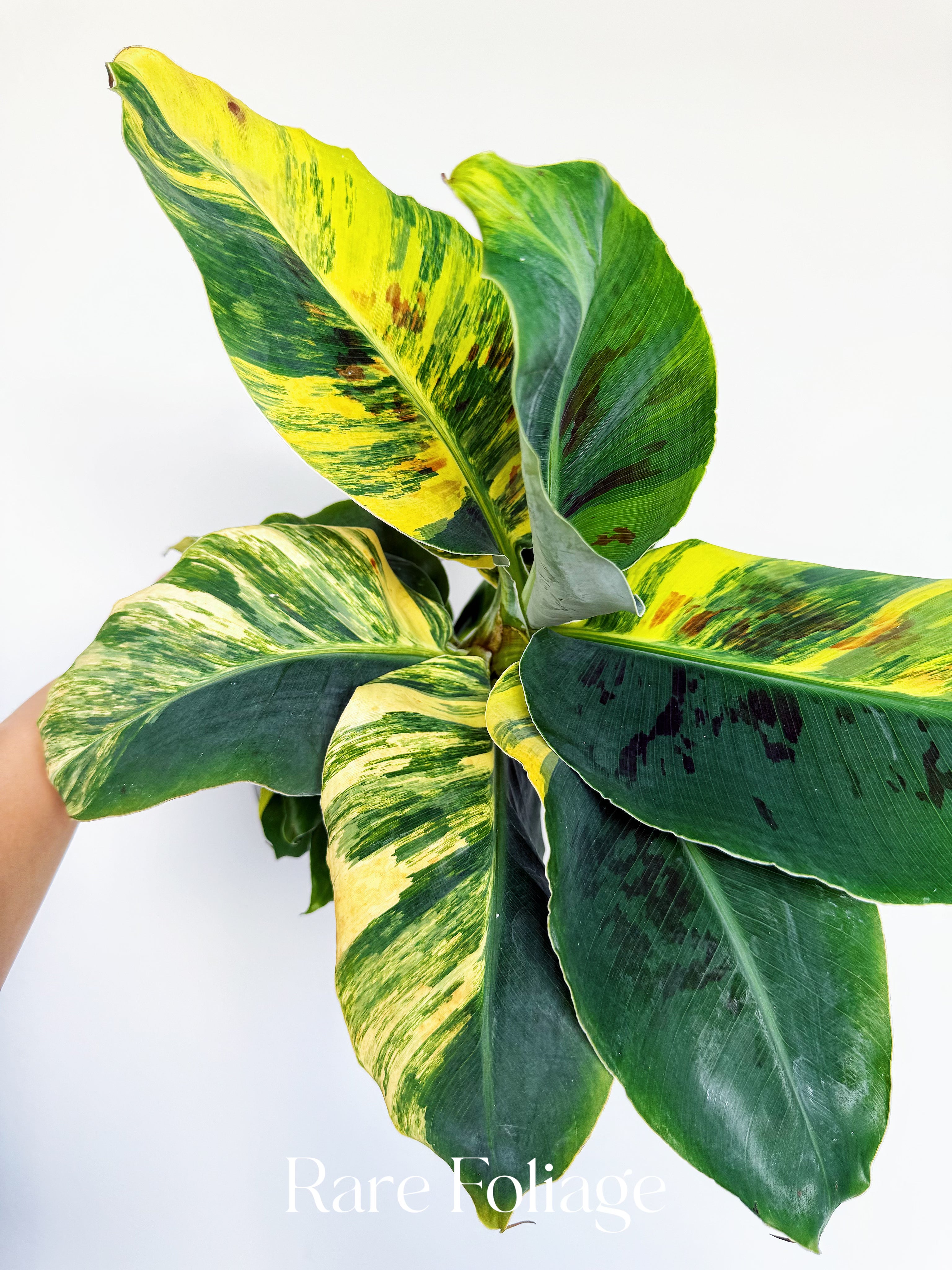 Musa Acuminata Tricolor Variegated 4” Exact Plant – Rare Foliage Plant Co