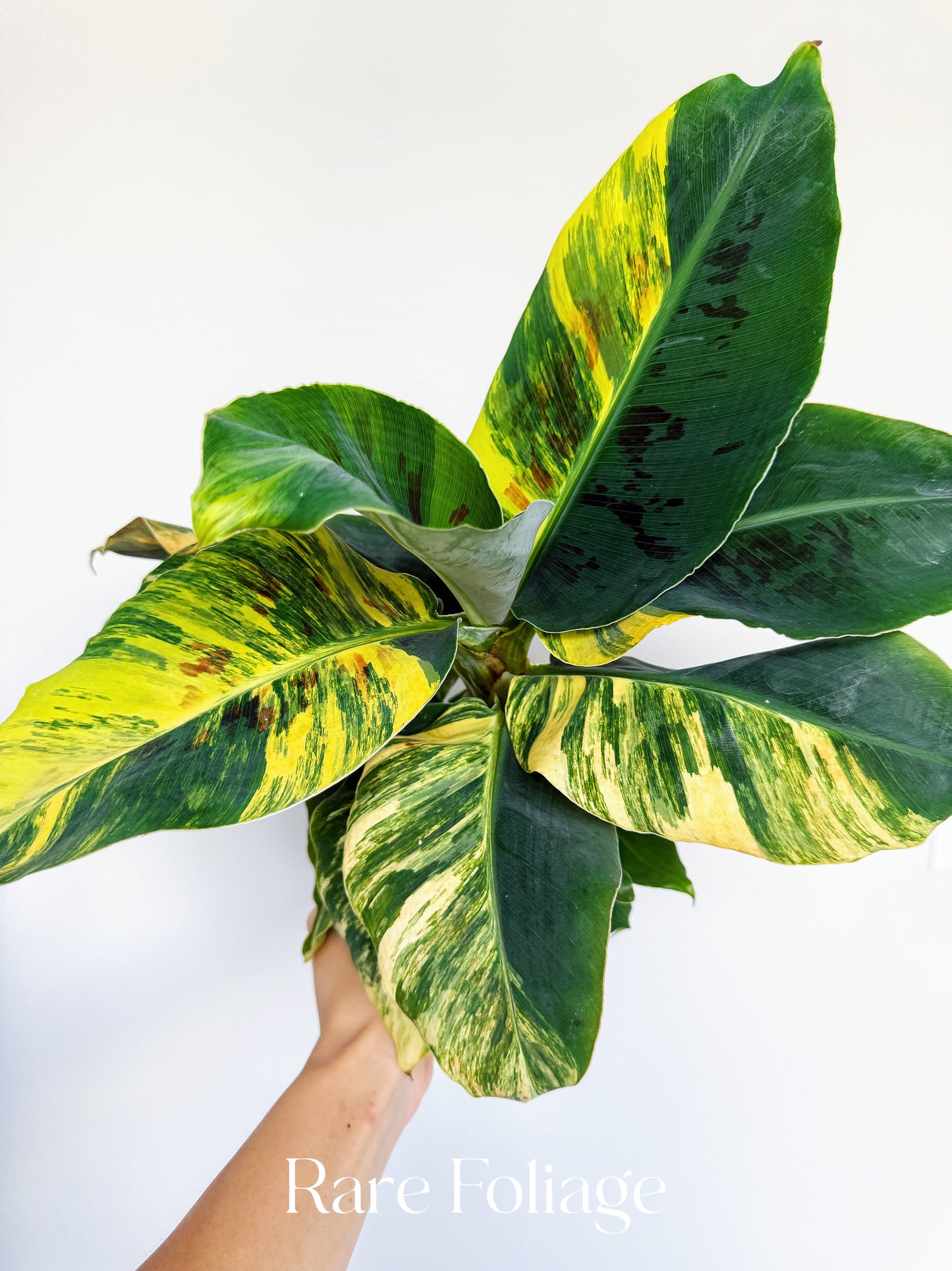 Musa Acuminata Tricolor Variegated 4” Exact Plant