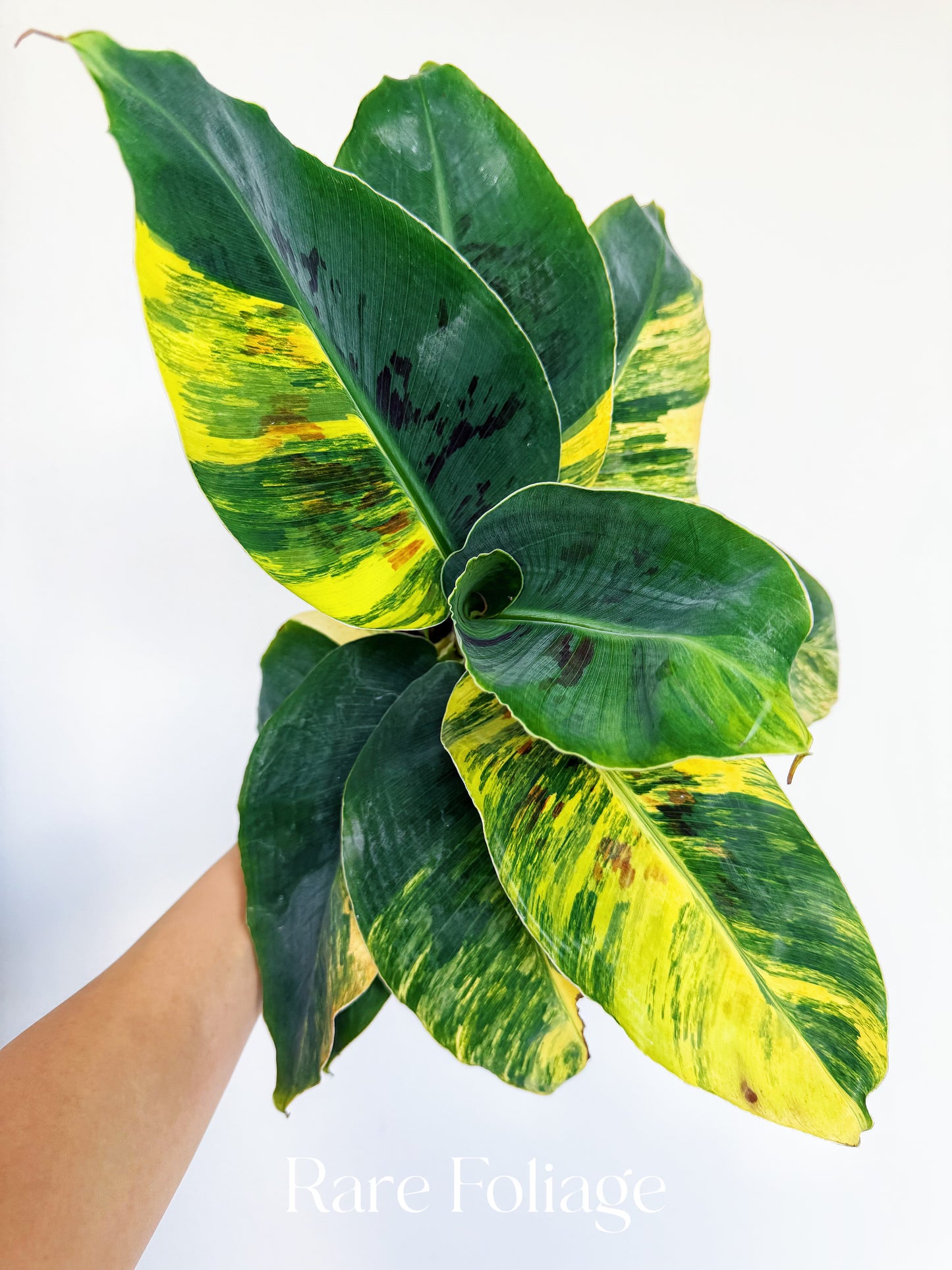 Musa Acuminata Tricolor Variegated 4” Exact Plant