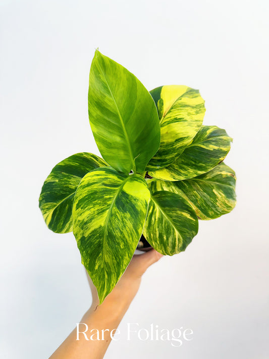 Musa Acuminata ‘Papua’ Aurea Variegated Banana 4” Exact Plant
