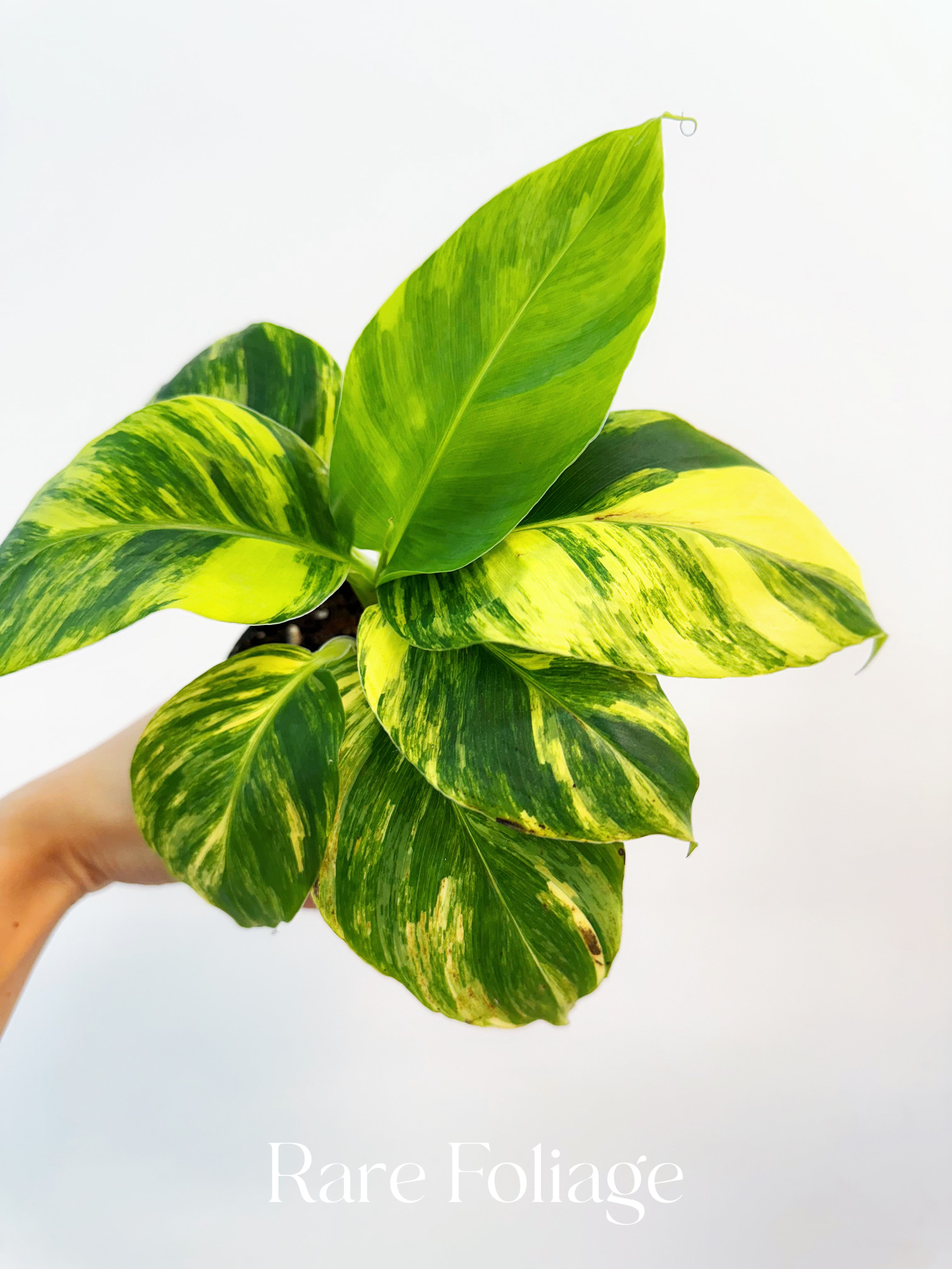 Musa Acuminata ‘Papua’ Aurea Variegated Banana - Thumbnail 4