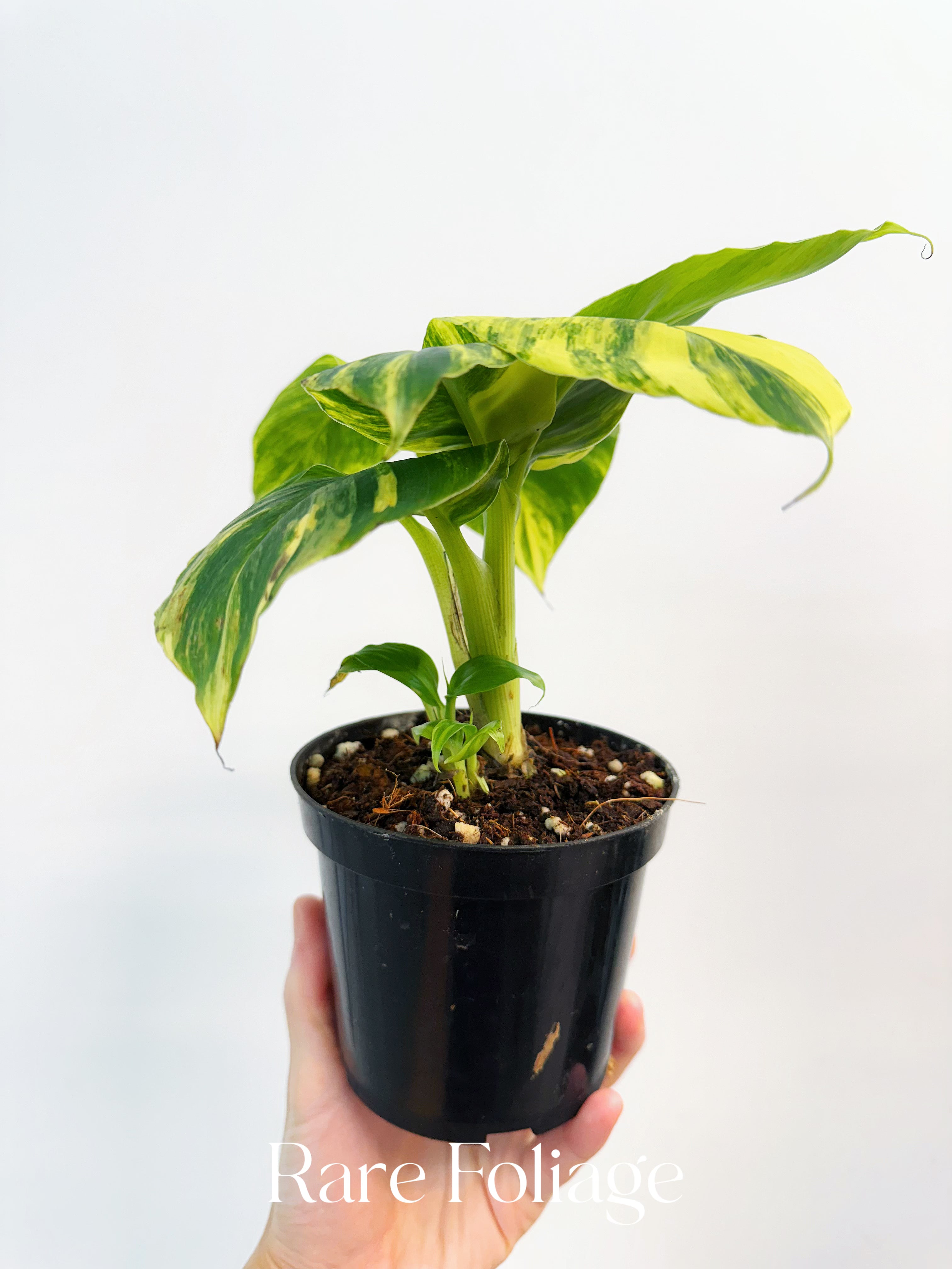 Musa Acuminata ‘Papua’ Aurea Variegated Banana - Thumbnail 3
