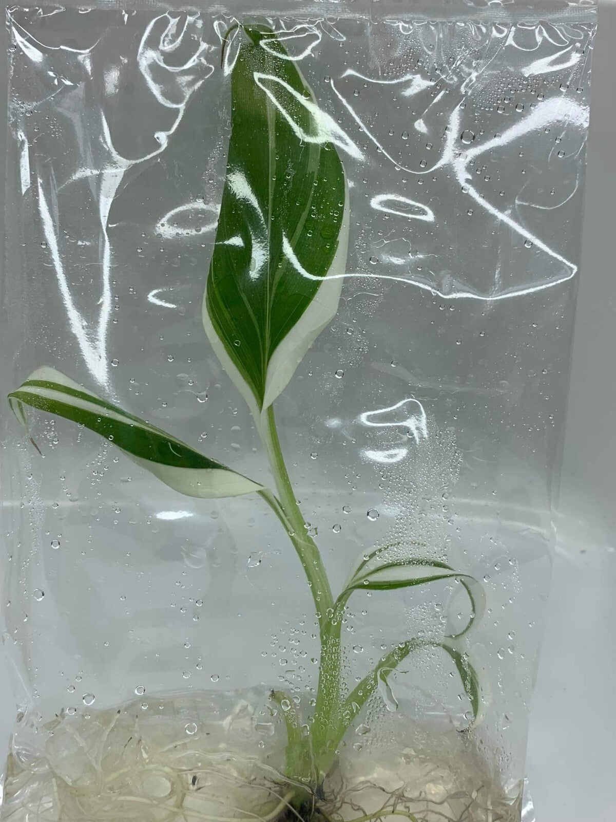 Musa Aeae Variegated (Tissue Culture）