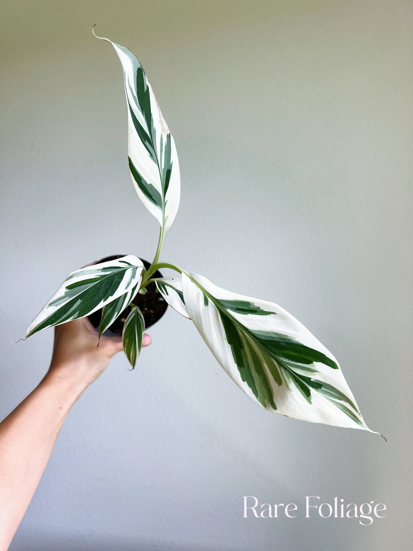 Musa Florida Variegaged Banana Tree 4”