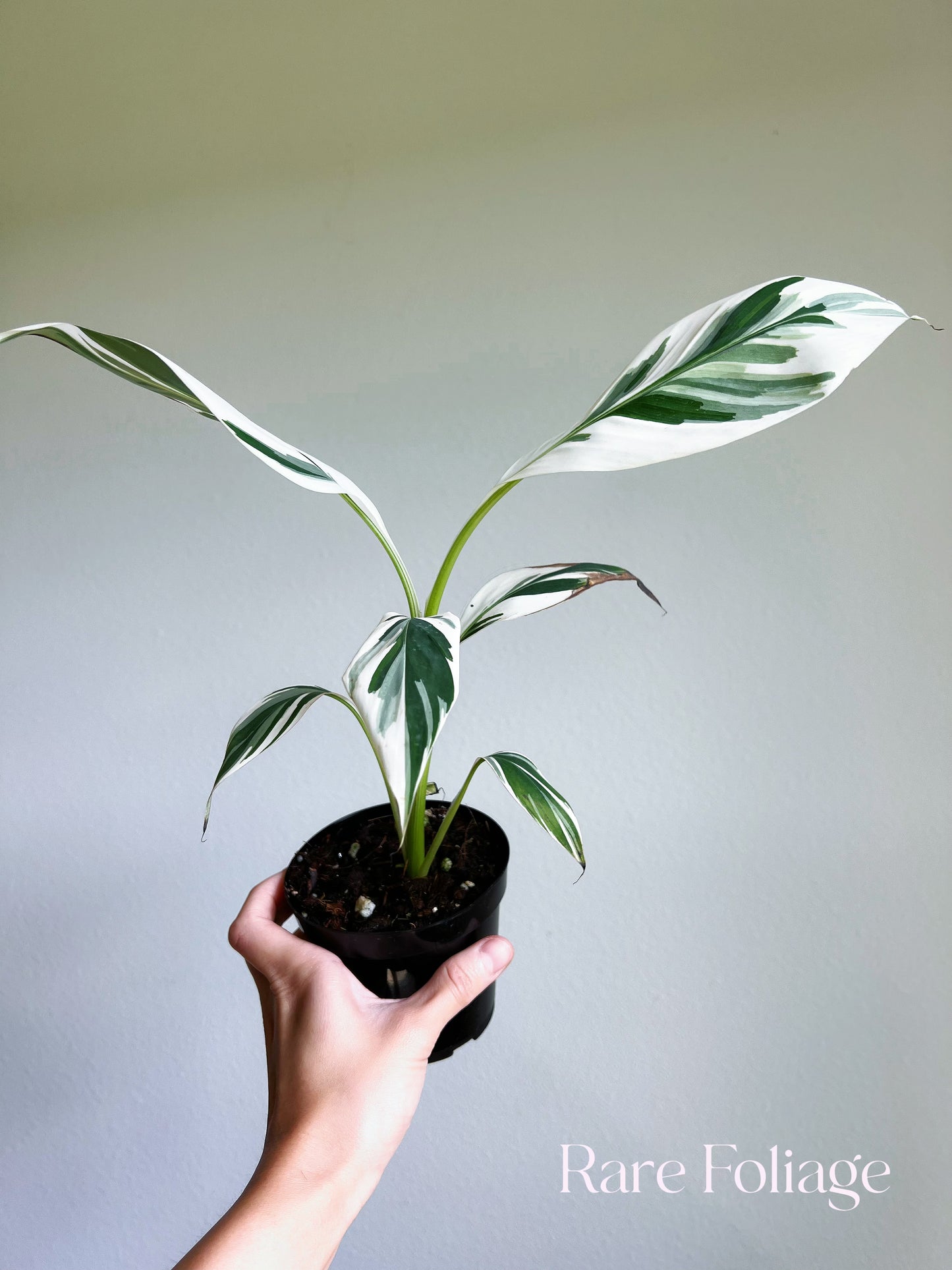 Musa Florida Variegaged Banana Tree 4”