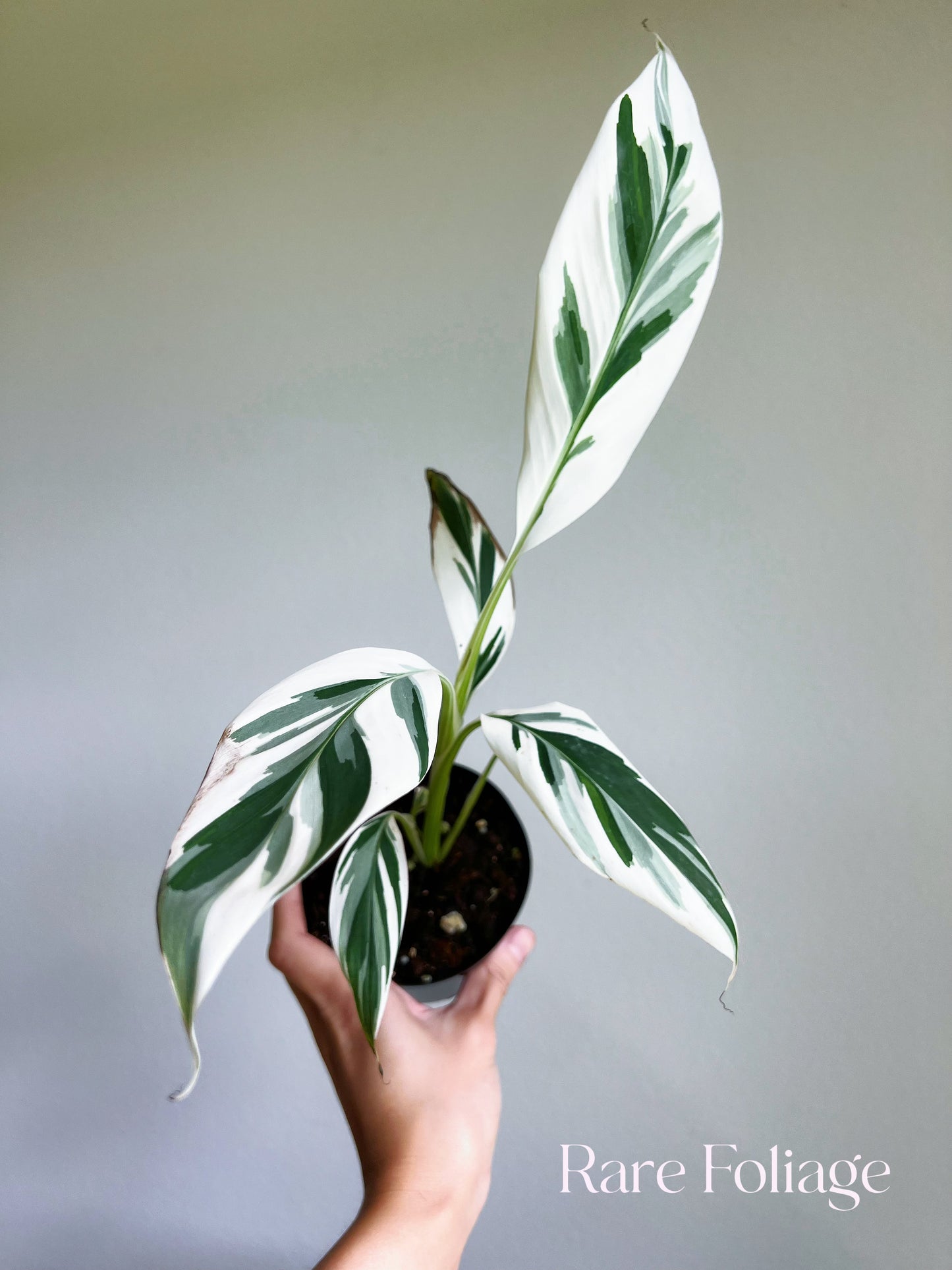 Musa Florida Variegaged Banana Tree 4”