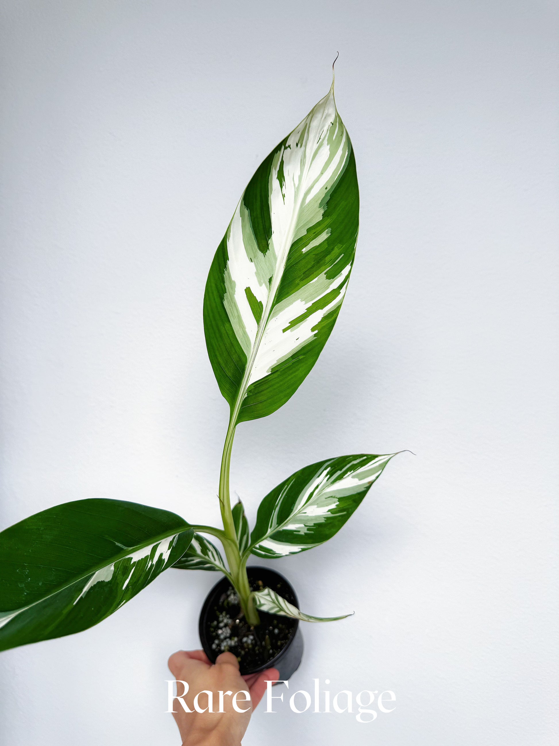aglaonema banana leaf Musa Aeae Variegaged Banana Tree 4”