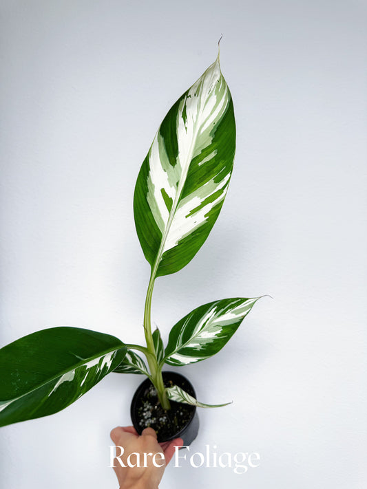 Musa Aeae Variegaged Banana Tree 4”