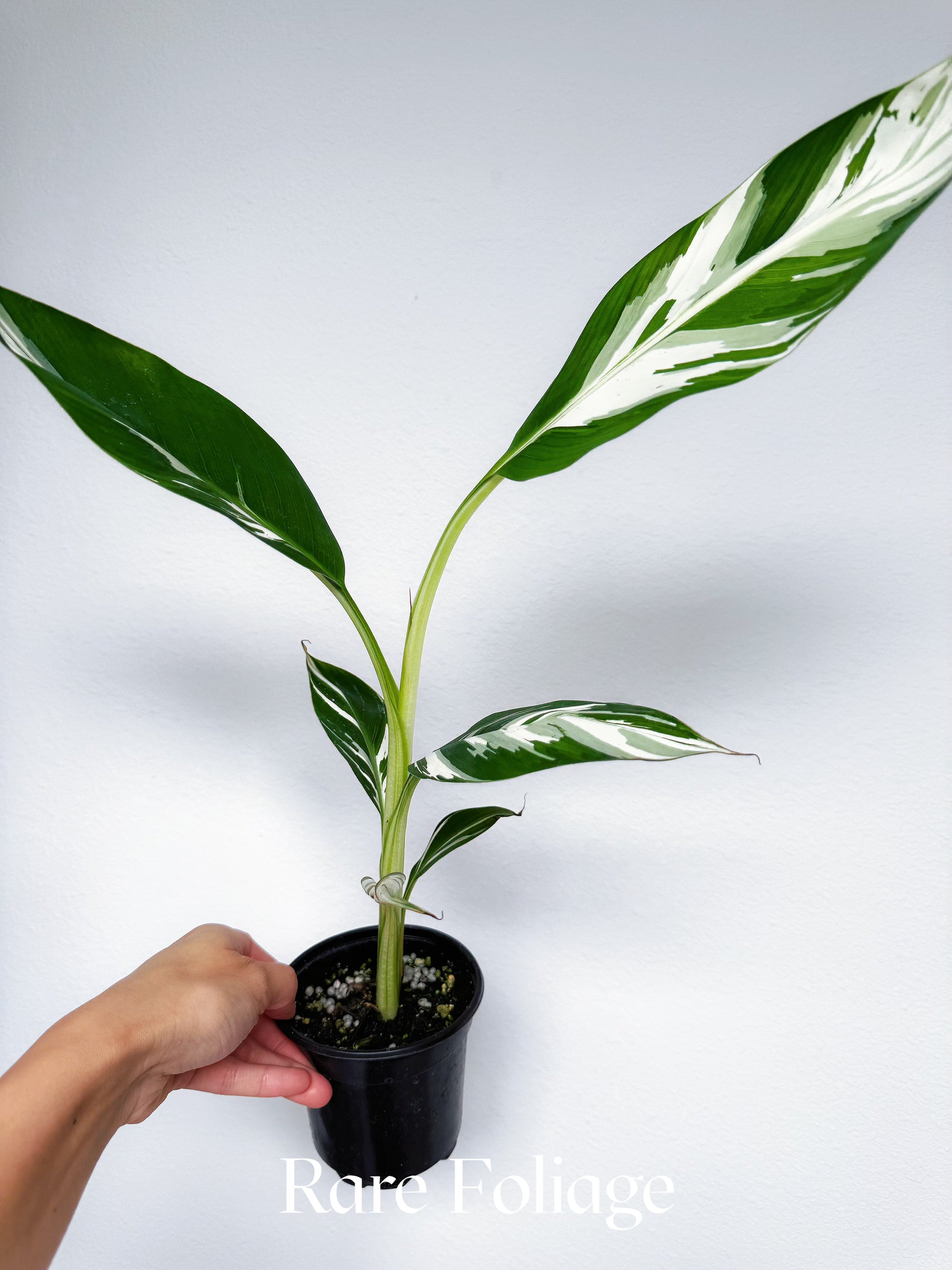 Musa Aeae Variegaged Banana Tree 4” – Rare Foliage Plant Co