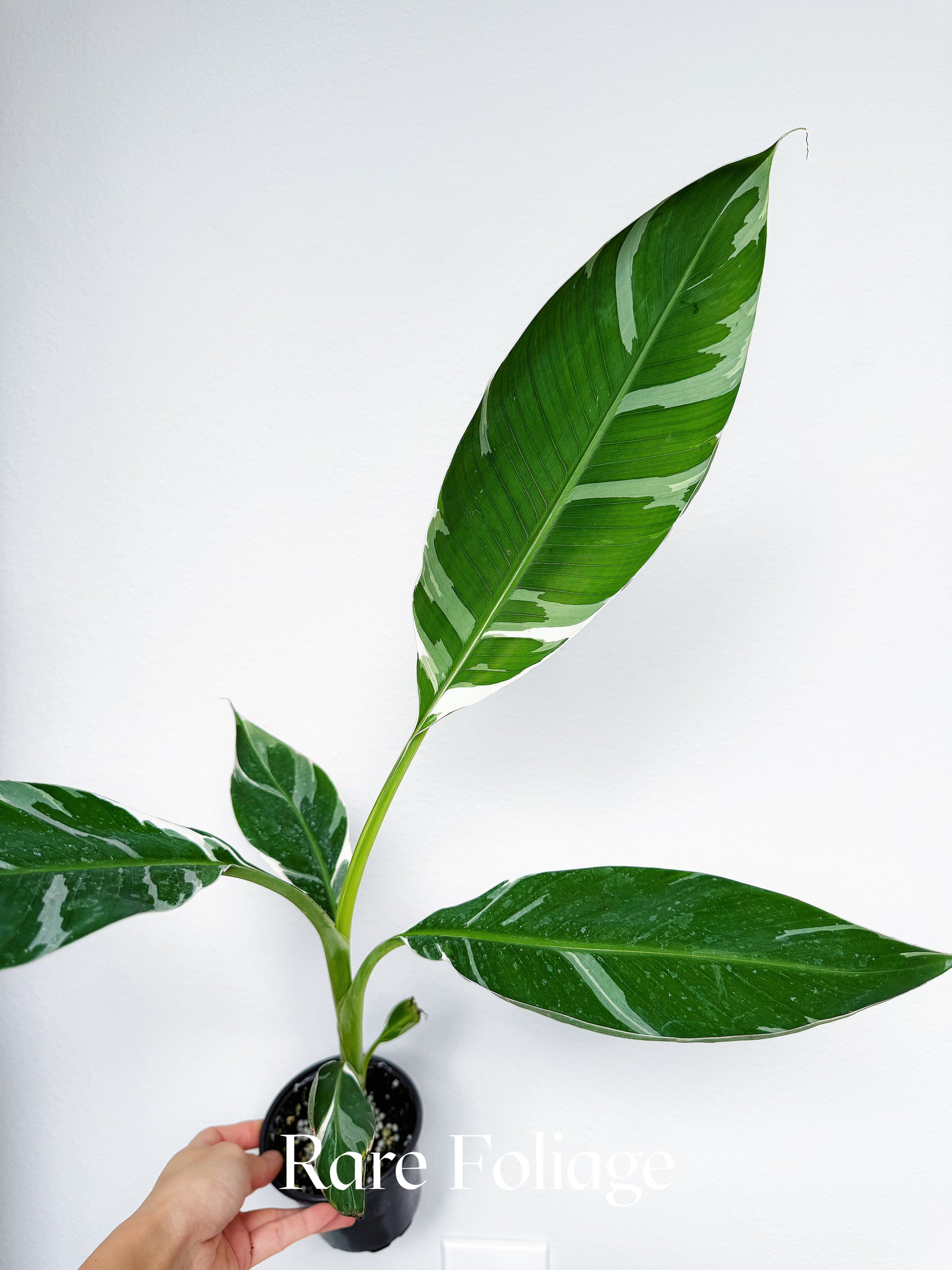 Musa Florida Variegated Banana Tree 4” Tall – Rare Foliage Plant Co