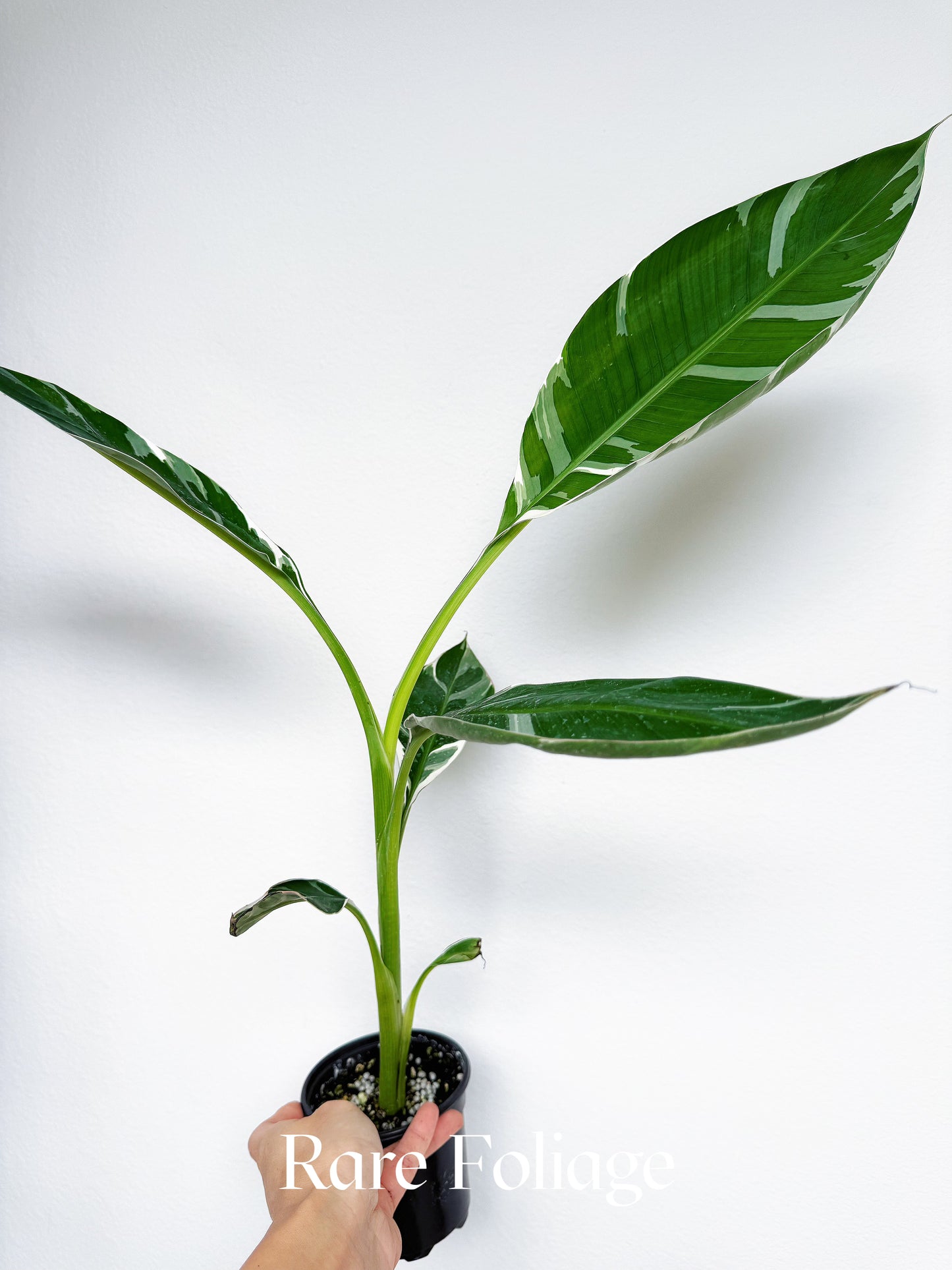 Musa Florida Variegated Banana Tree 4” Tall