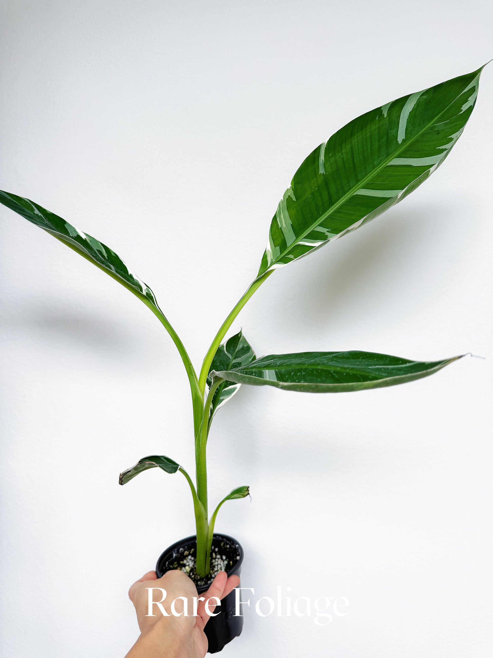 ムサ　フロリダ　musa Florida 4本 Musa Florida Variegated Banana Tree 4” Tall – Rare Foliage Plant Co