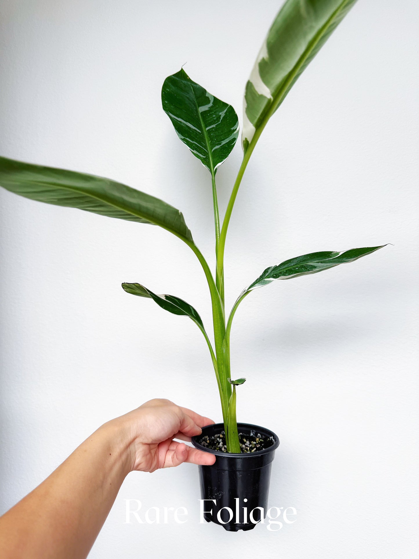Musa Florida Variegated Banana Tree 4” Tall