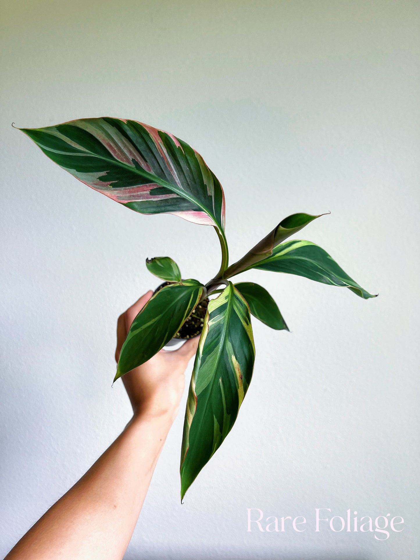 Musa Nono Pink Variegaged Banana Tree 3”