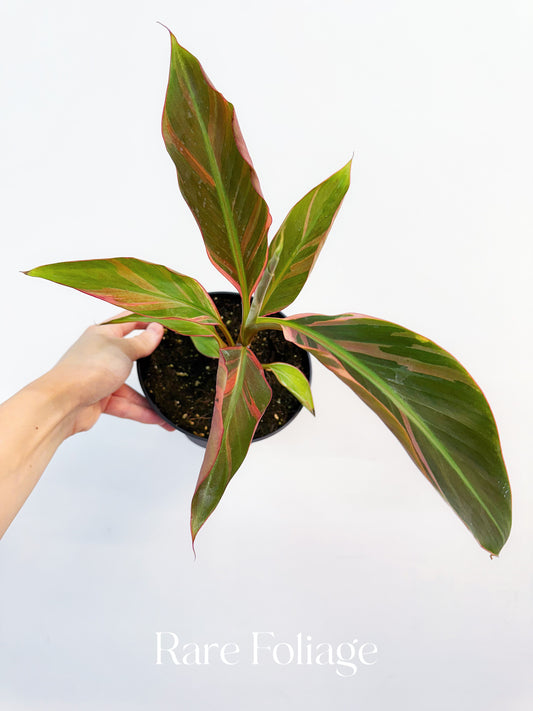 Musa Nono Pink Banana 6”