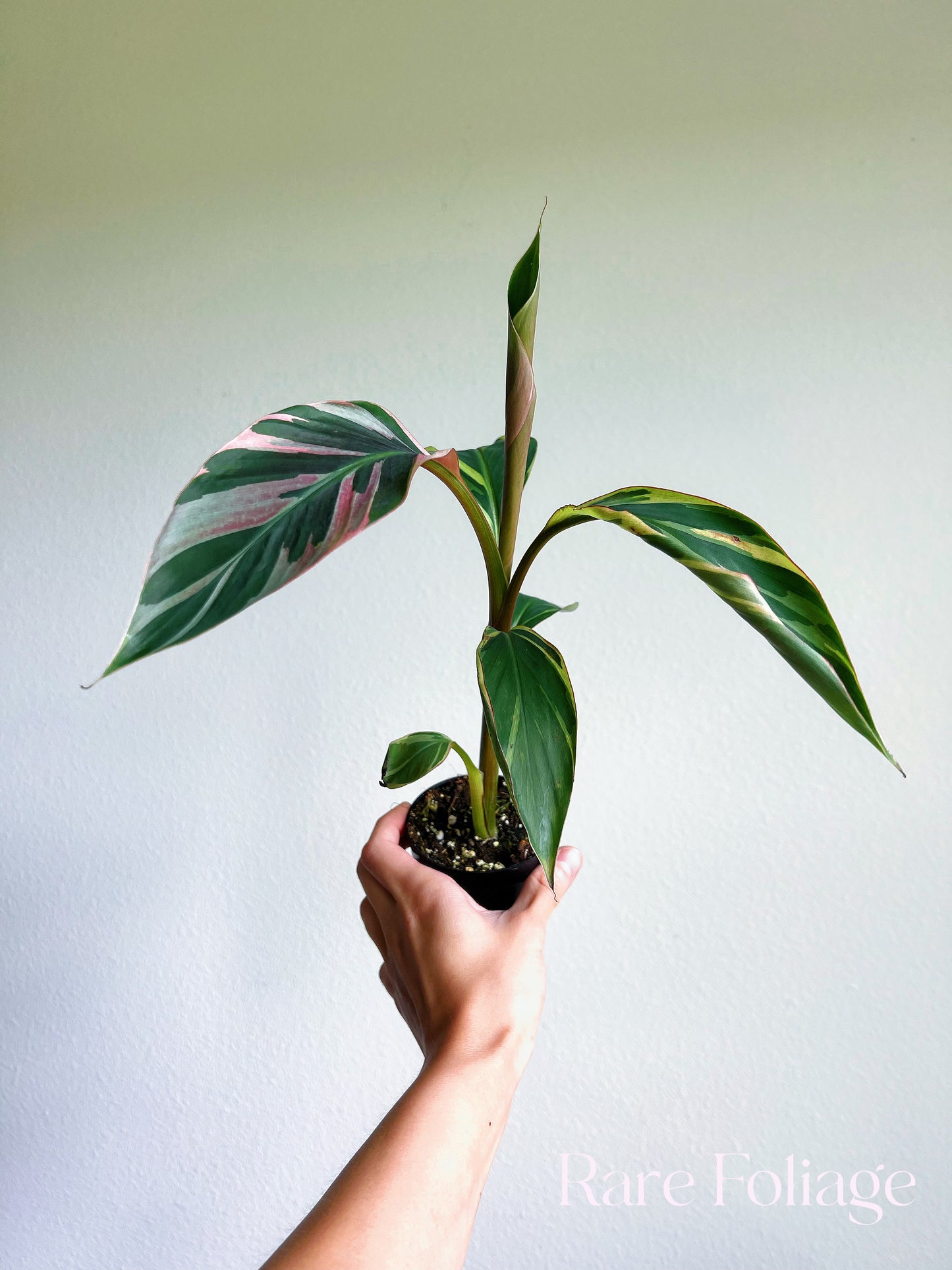 Musa Nono Pink Variegaged Banana Tree 3”