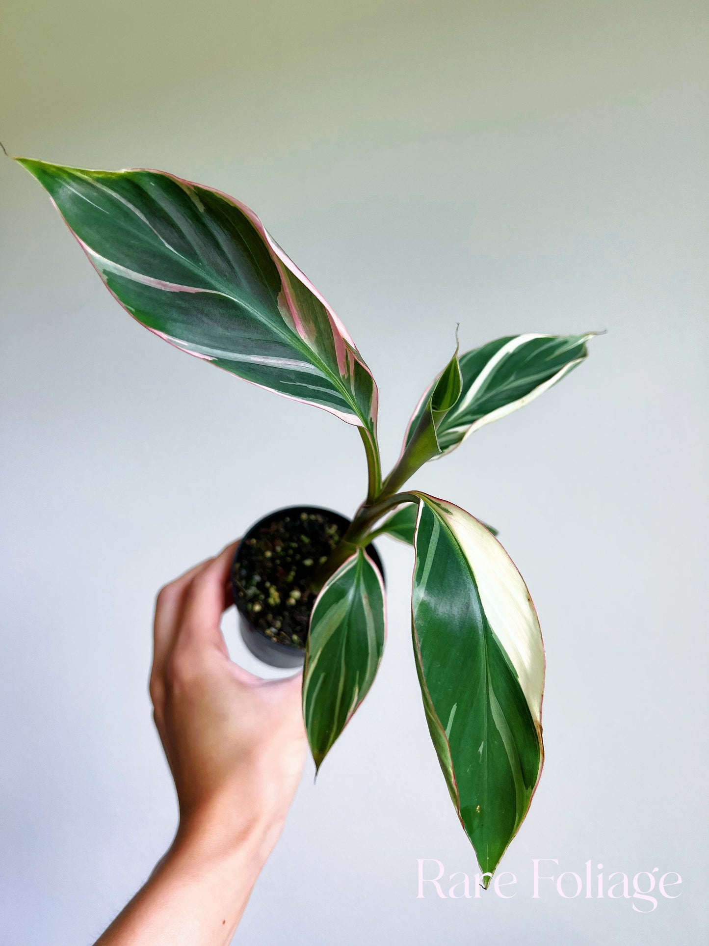 Musa Nono Pink Variegaged Banana Tree 3”