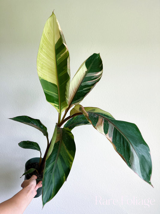 Musa Nono Pink Variegated Banana 6” Tall