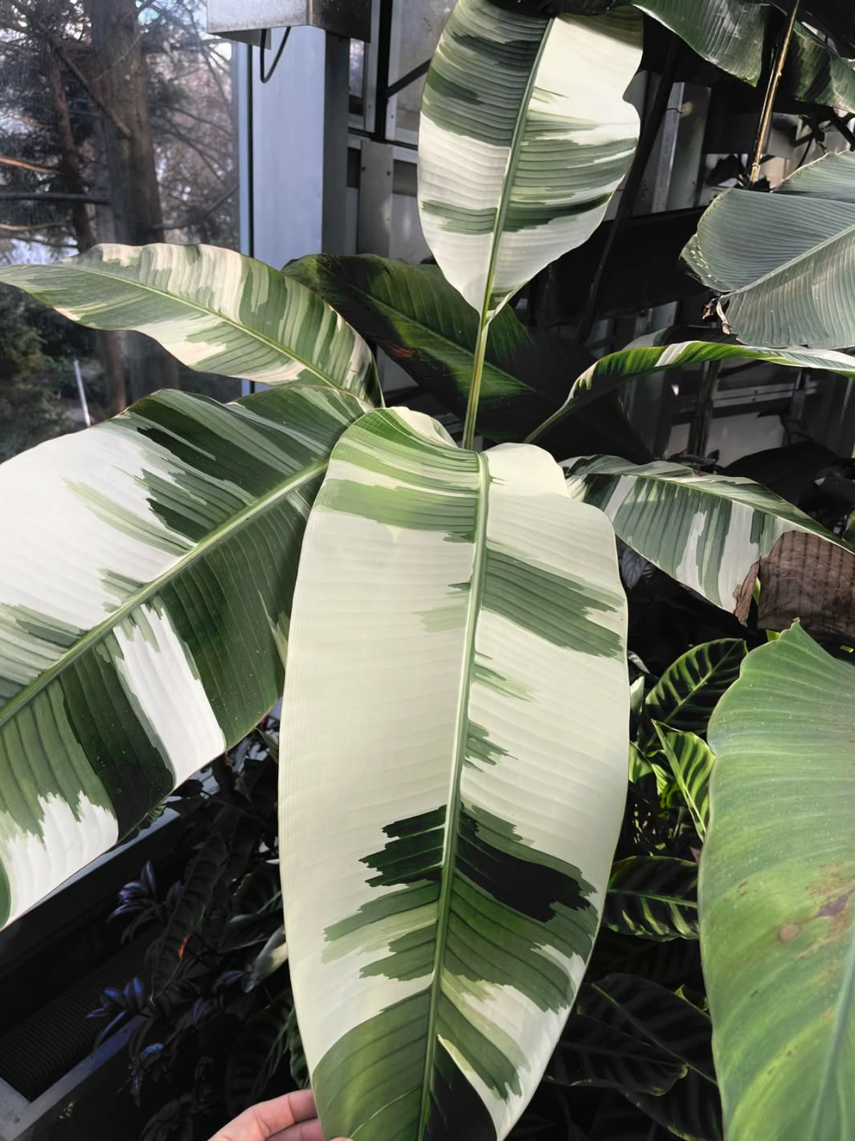 Musa Aeae Variegated (Tissue Culture）