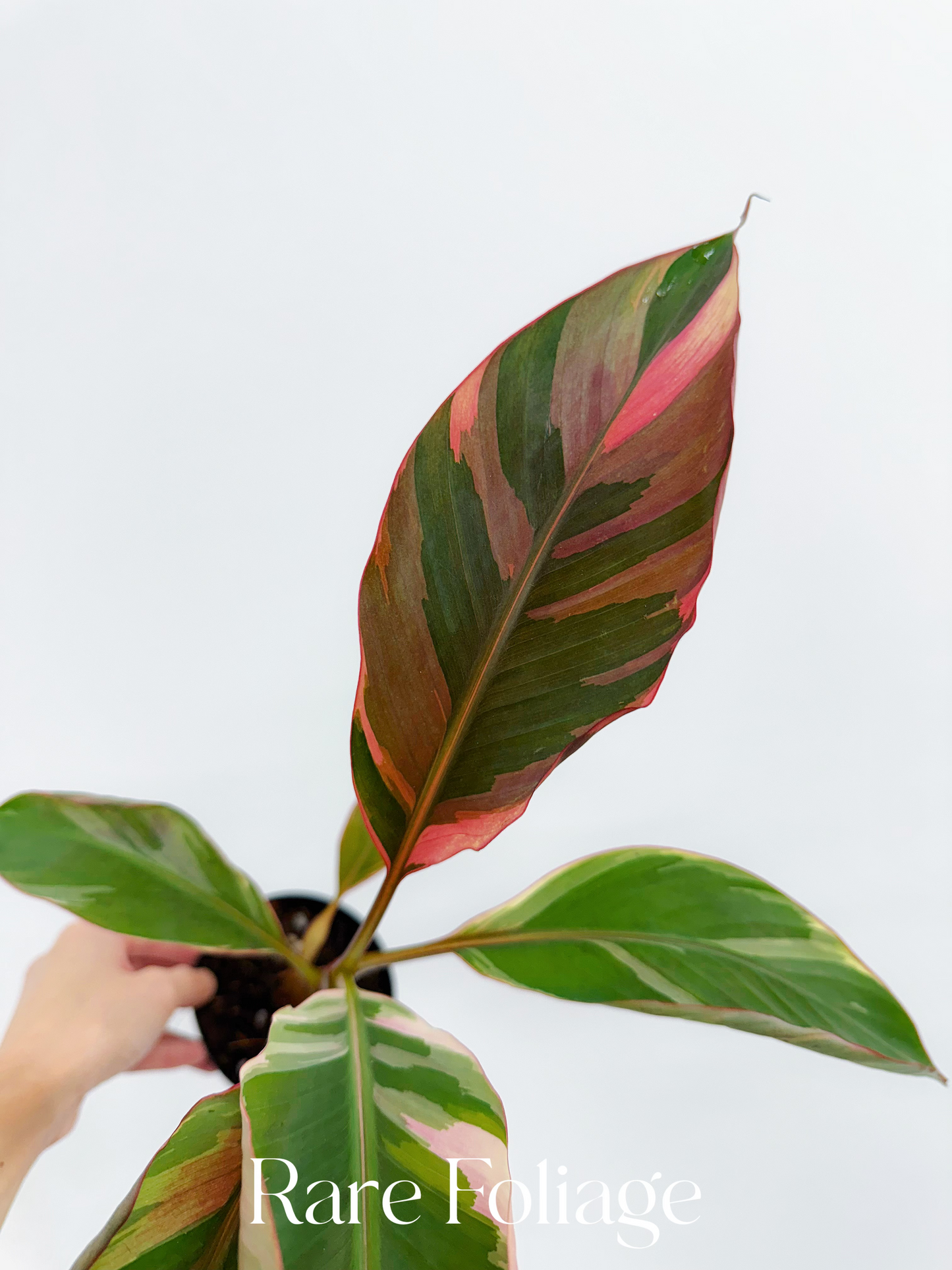 Musa Nono Pink Variegaged Banana Tree 4”