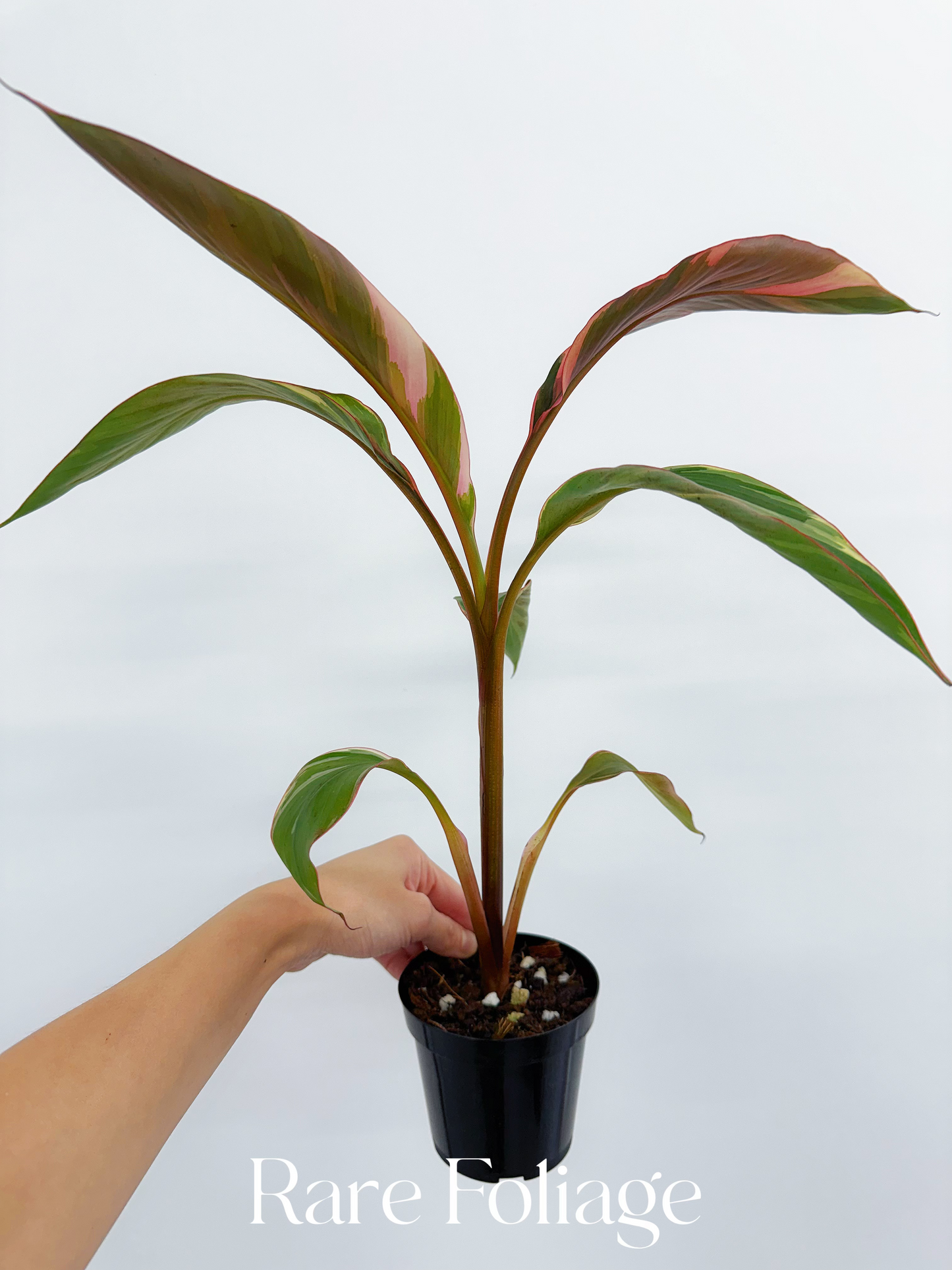 Musa Nono Pink Variegaged Banana Tree 4”