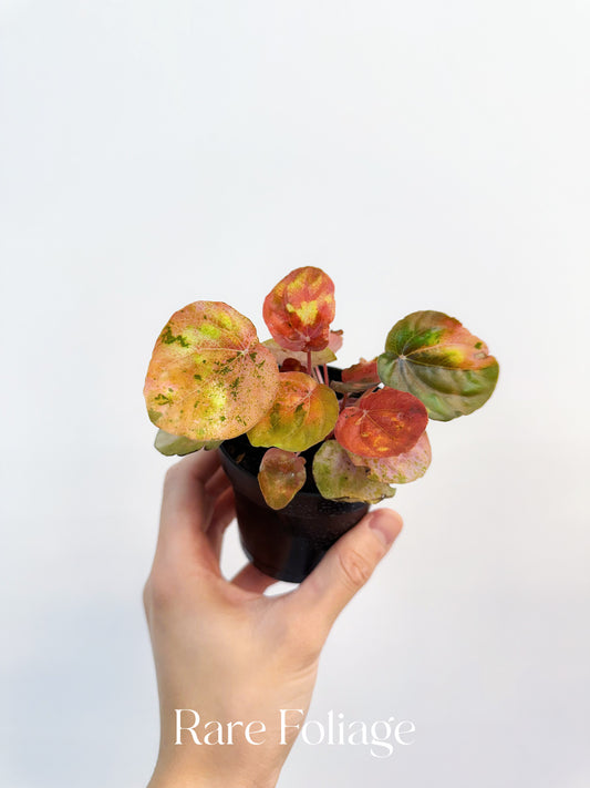 Variegated Peperomia Pink Lady 3”