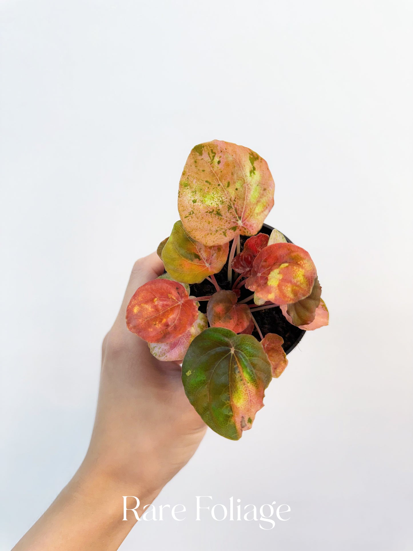 Variegated Peperomia Pink Lady 3”