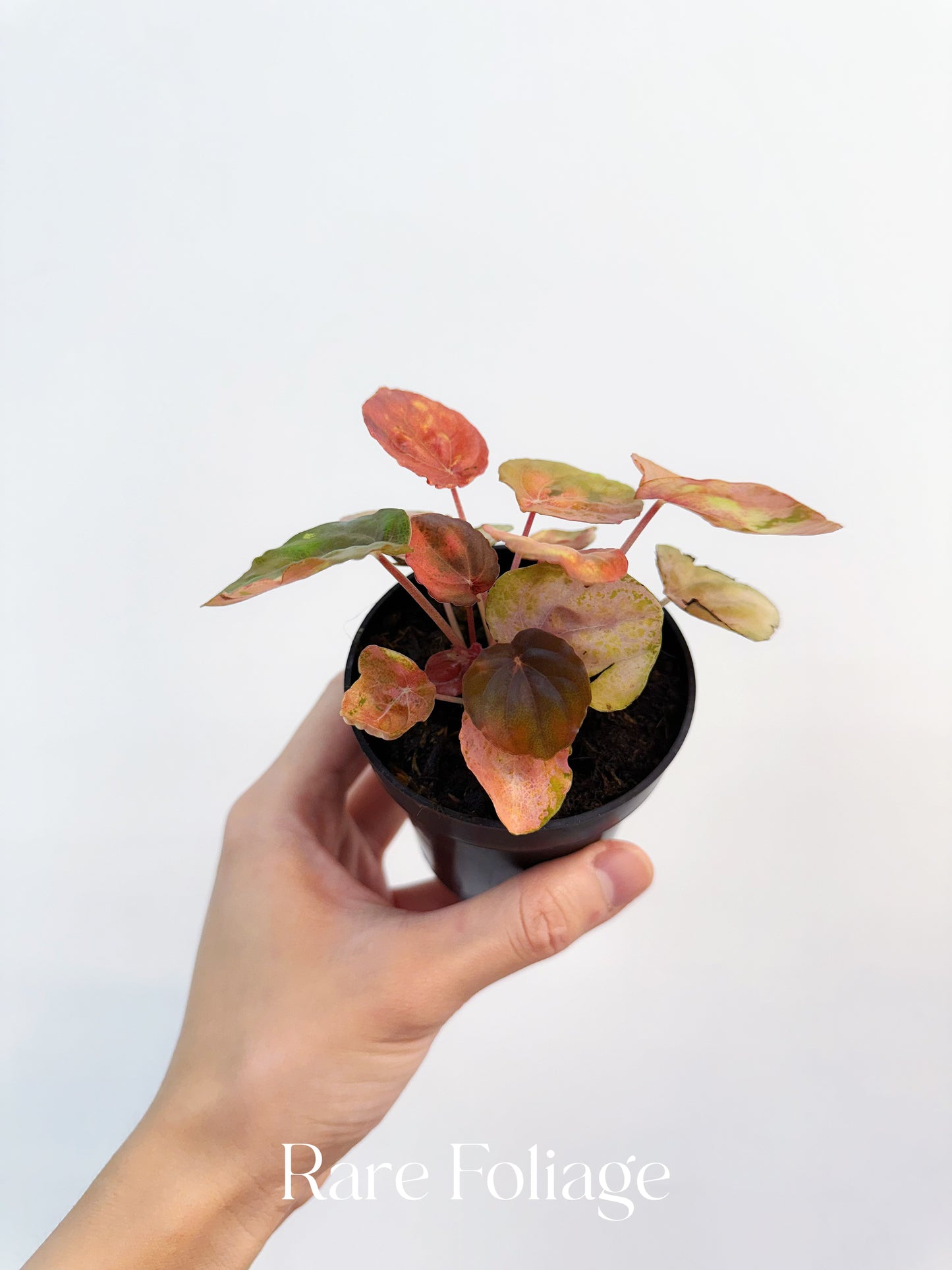 Variegated Peperomia Pink Lady 3”
