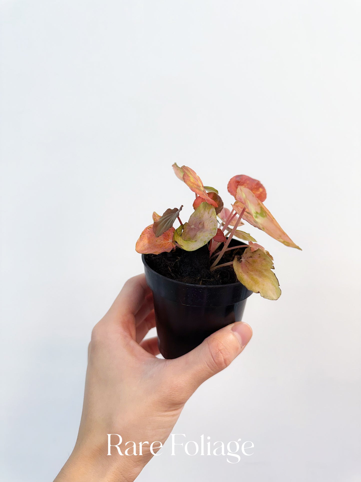 Variegated Peperomia Pink Lady 3”