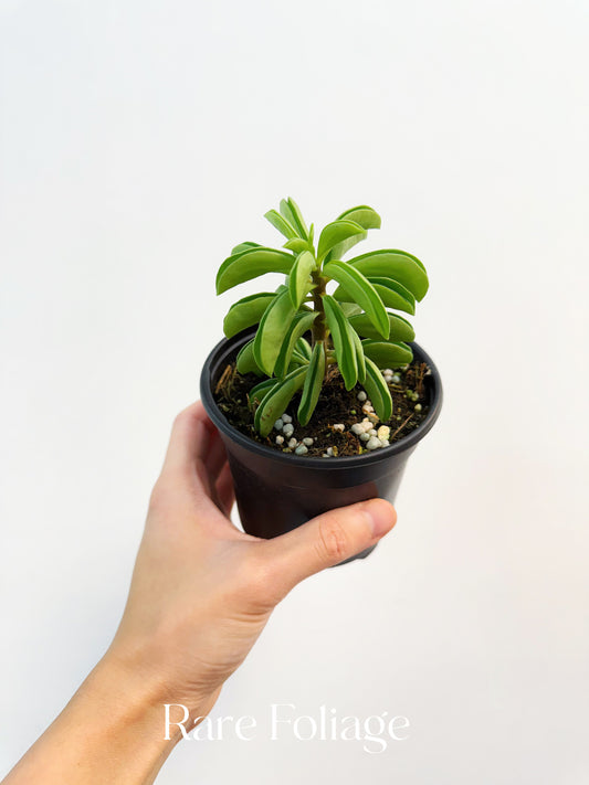 Peperomia Fire Sparks 4”