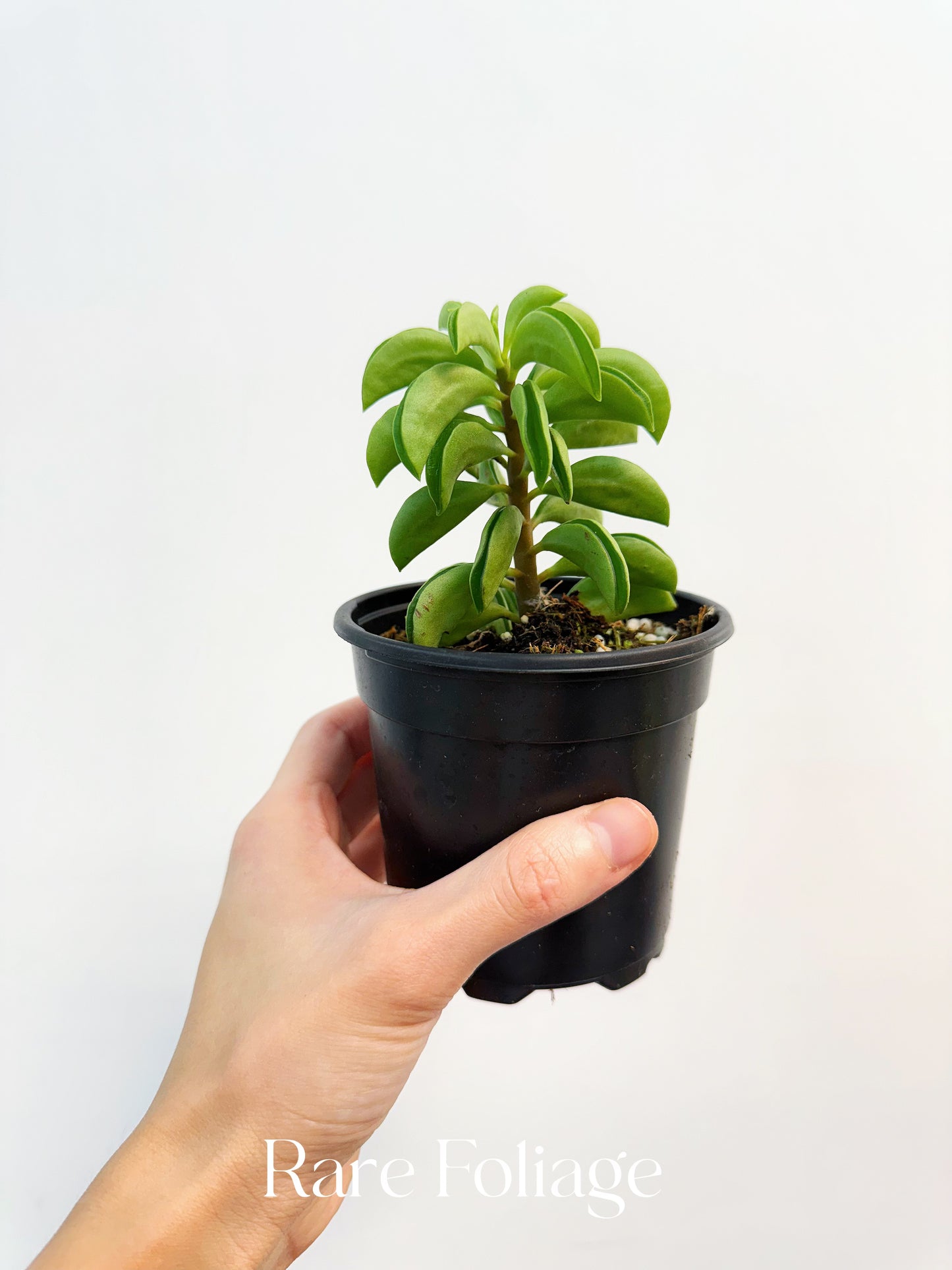 Peperomia Fire Sparks 4”