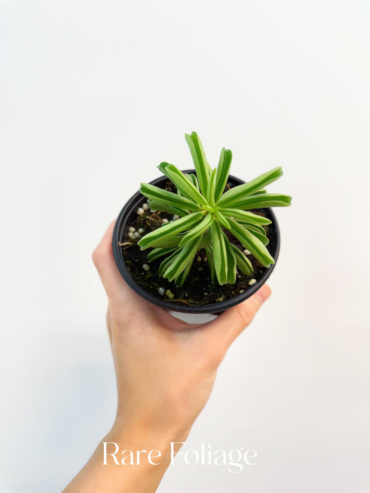 Peperomia Fire Sparks 4”