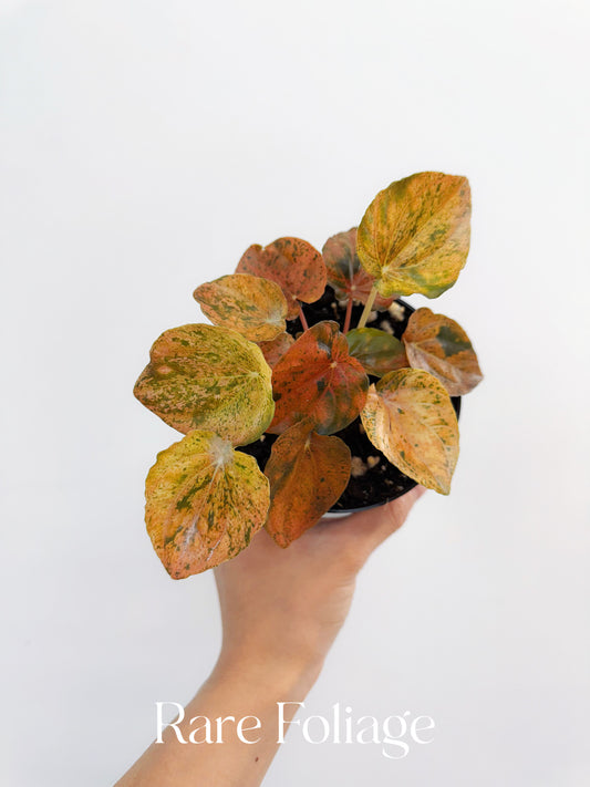 Peperomia Pink Lady Orange Variegated 4”