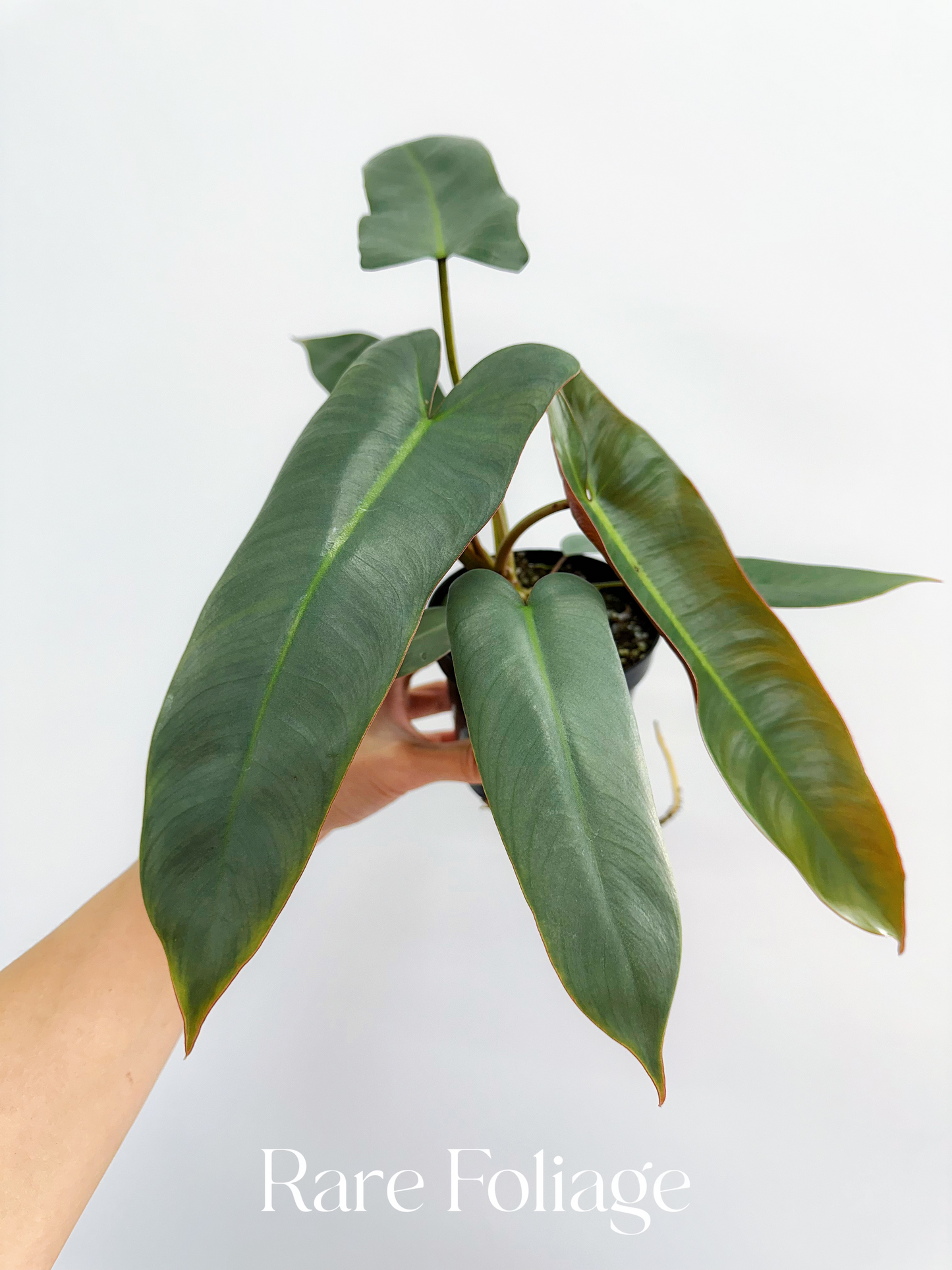 Philodendron Atabapoense 4"