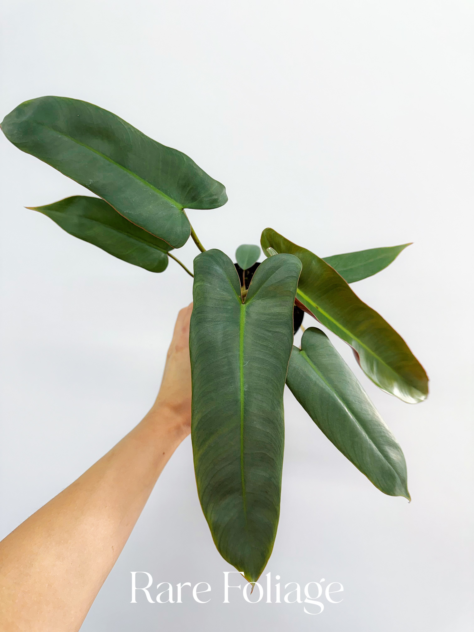 philodendron atabapoense Philodendron Atabapoense 4" – Rare Foliage Plant Co