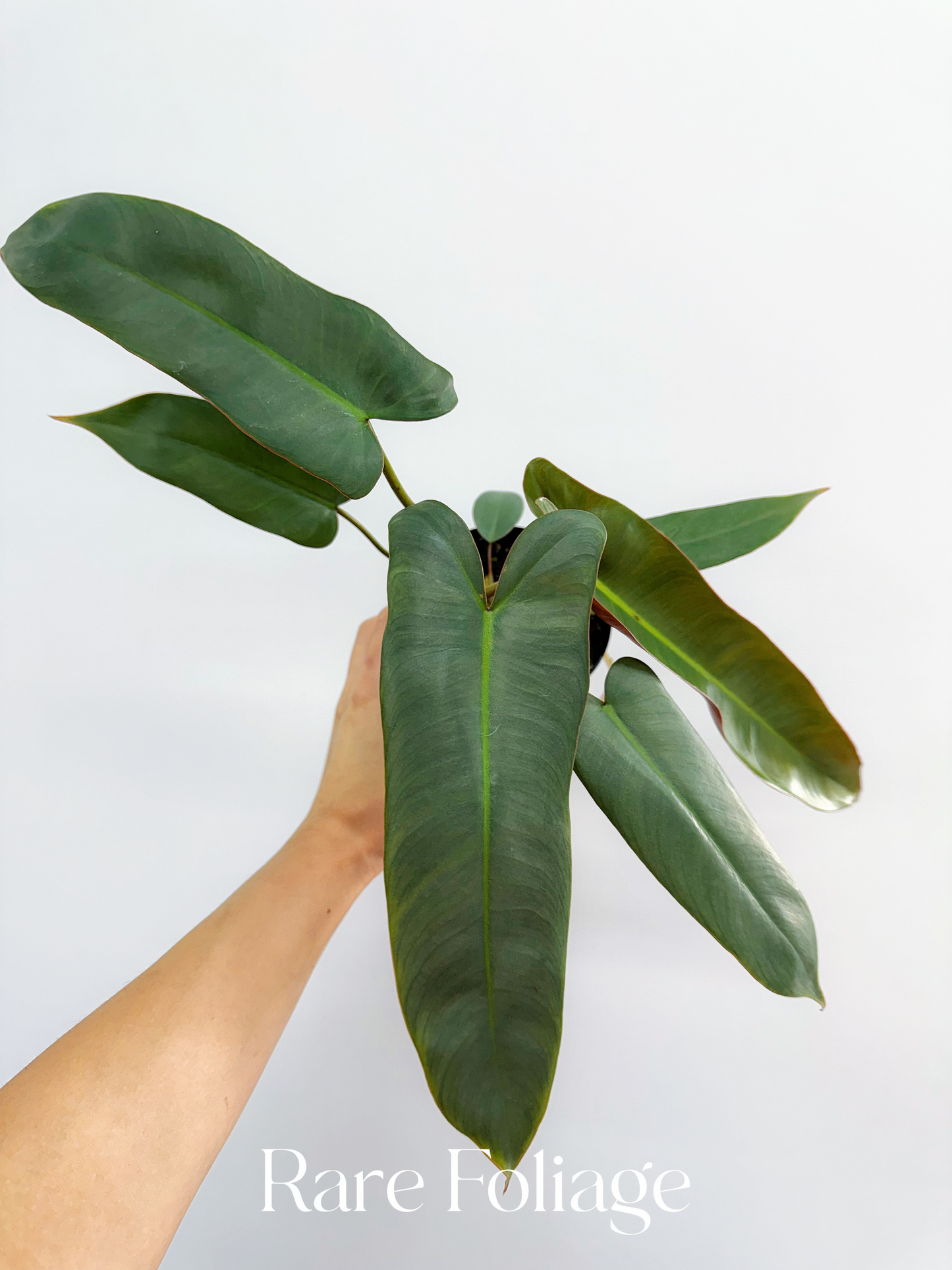 Philodendron Atabapoense 4"