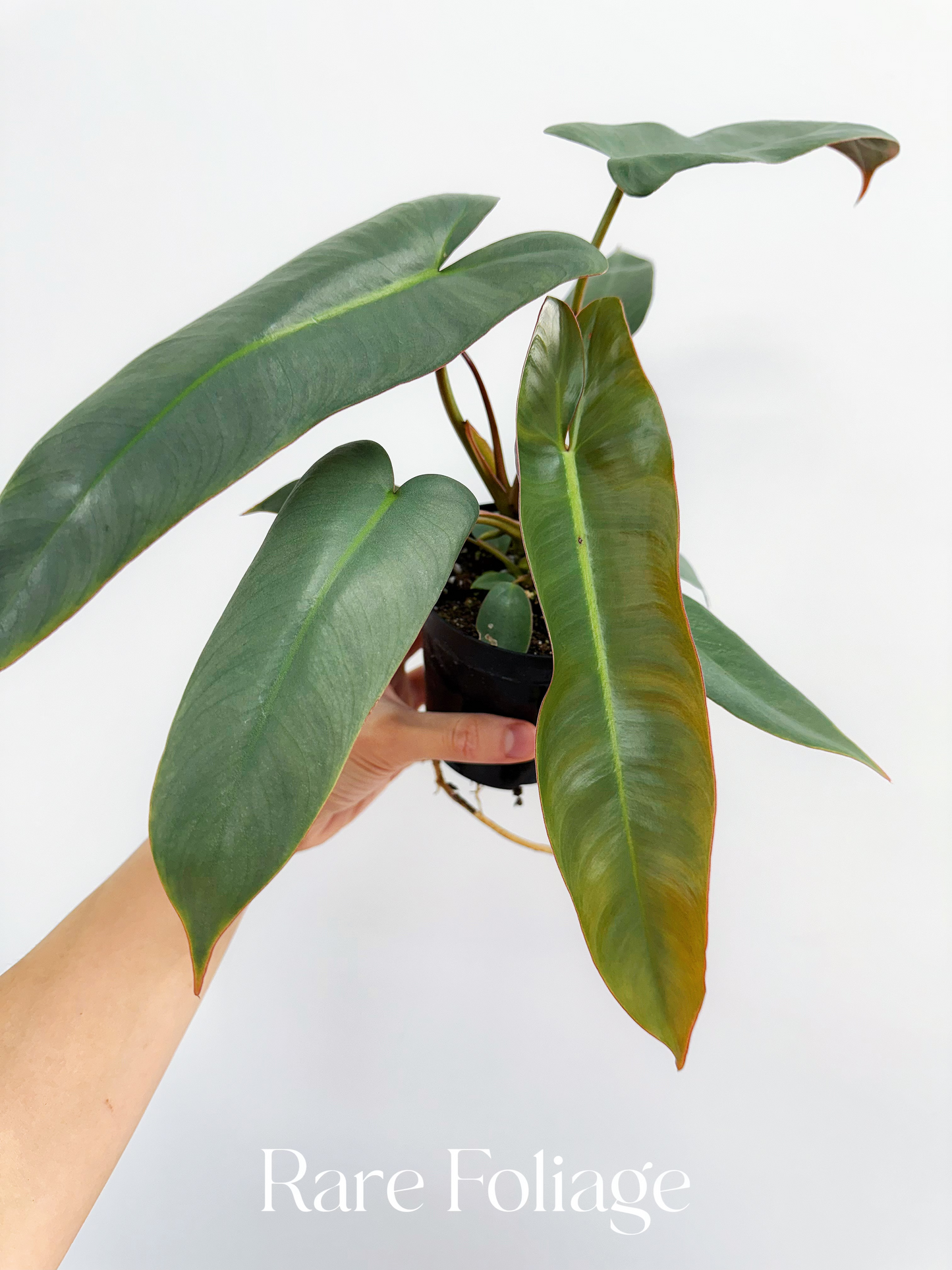 Philodendron Atabapoense 4"