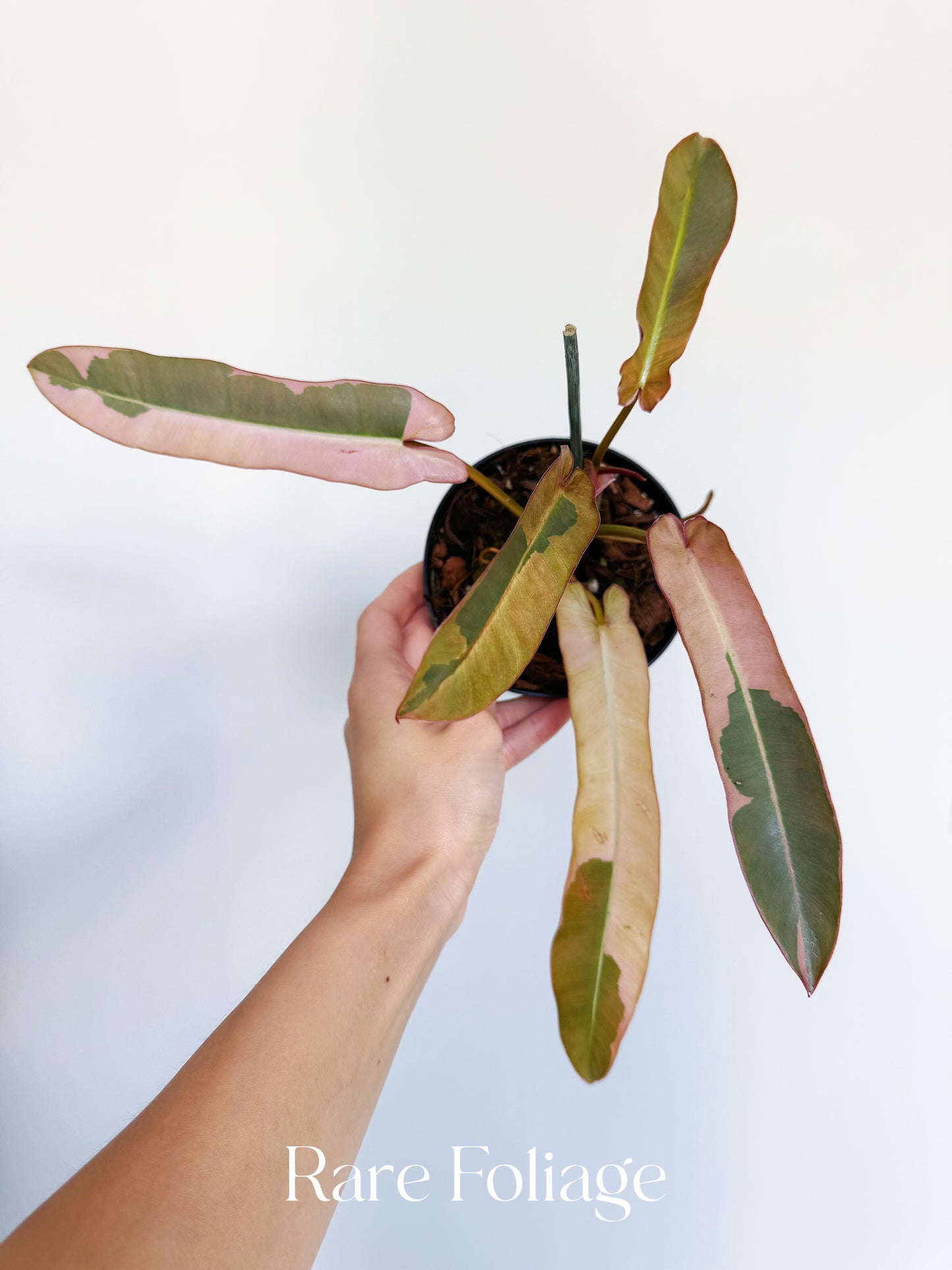 Philodendron Atabapoense Pink Variegated 4”