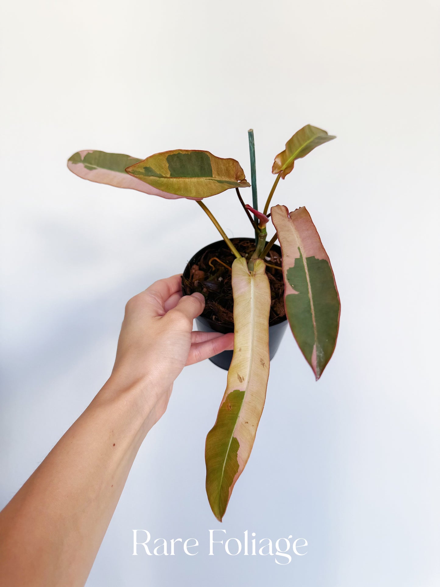 Philodendron Atabapoense Pink Variegated 4”