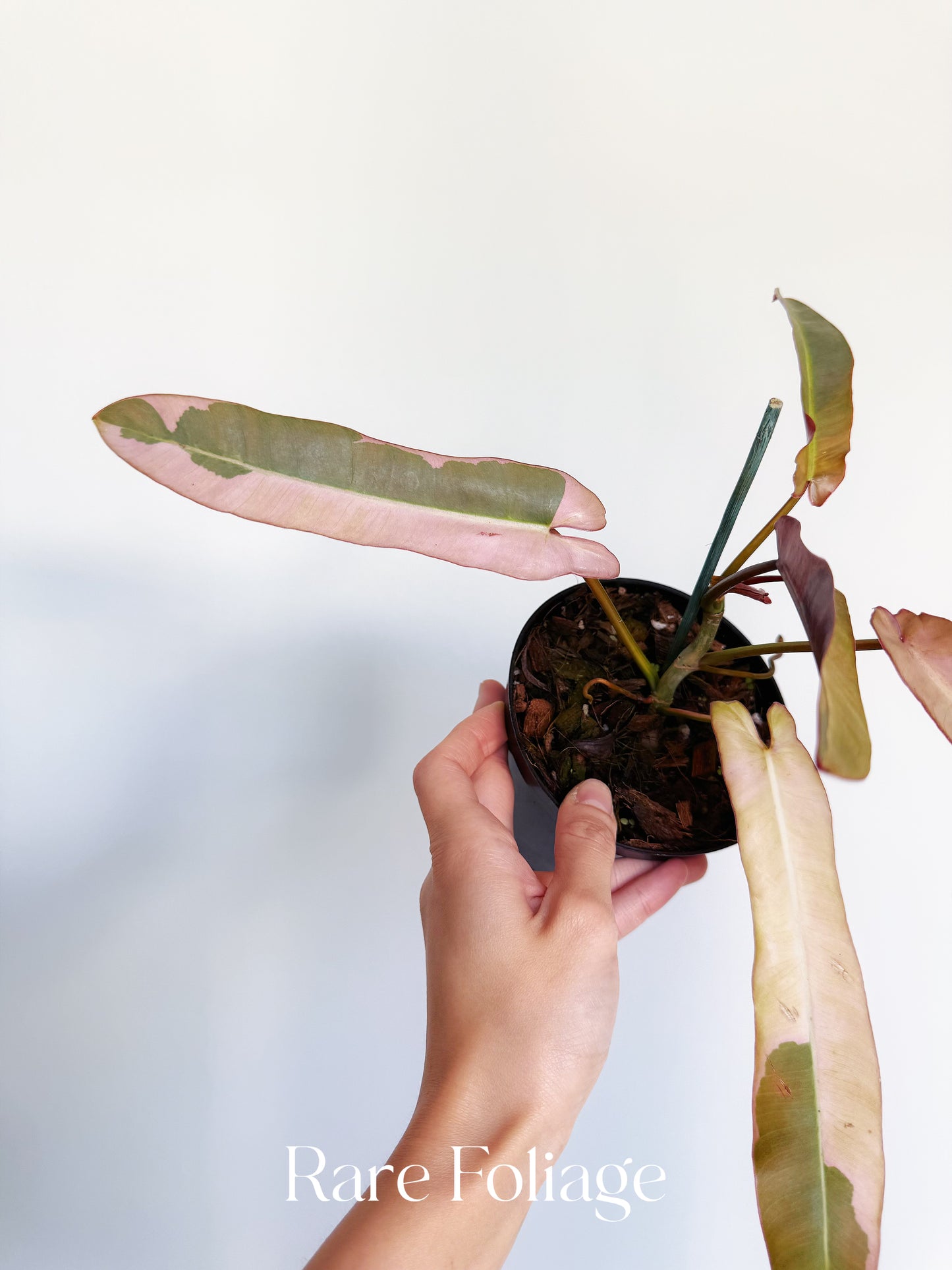 Philodendron Atabapoense Pink Variegated 4”