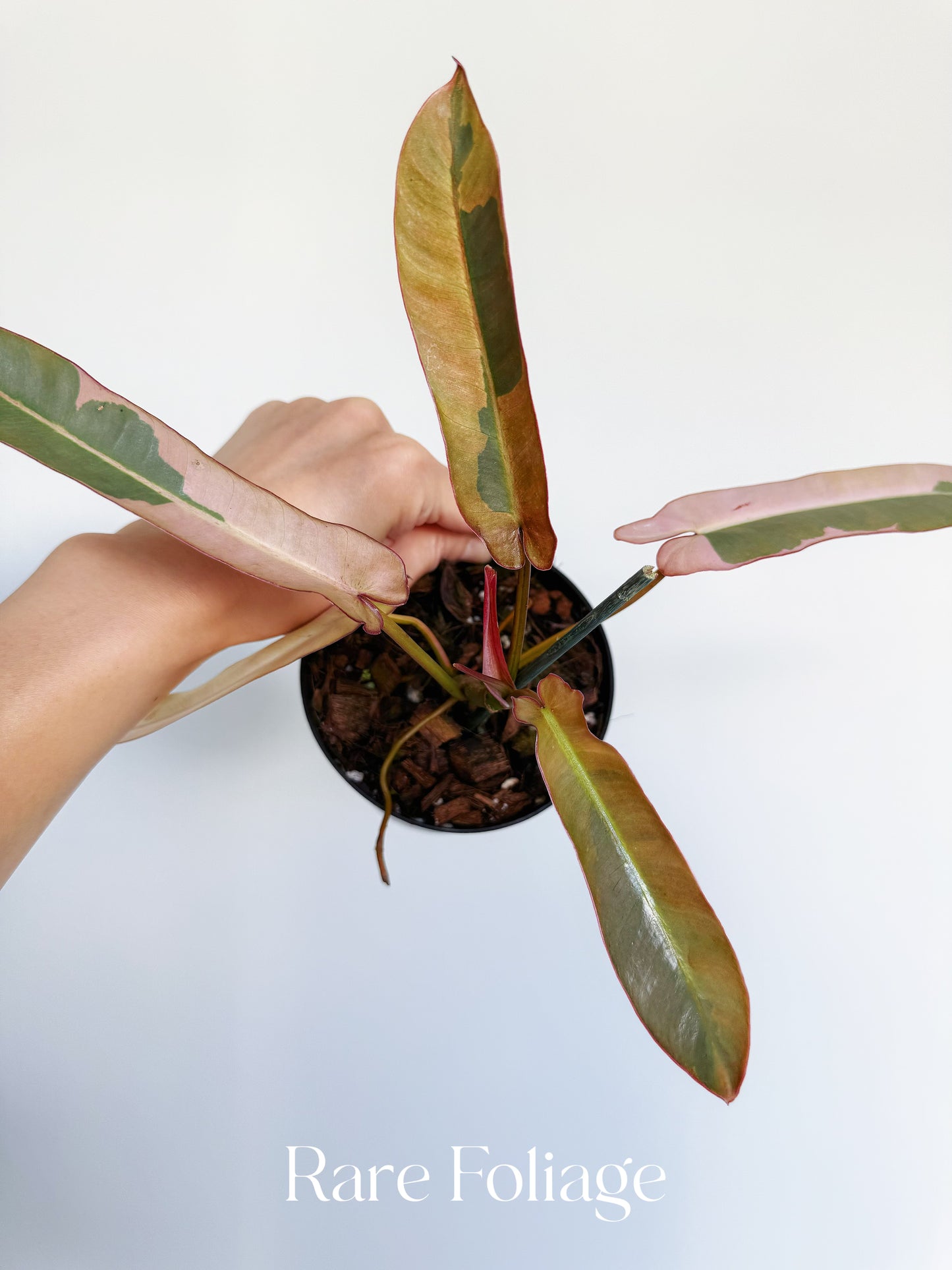 Philodendron Atabapoense Pink Variegated 4”