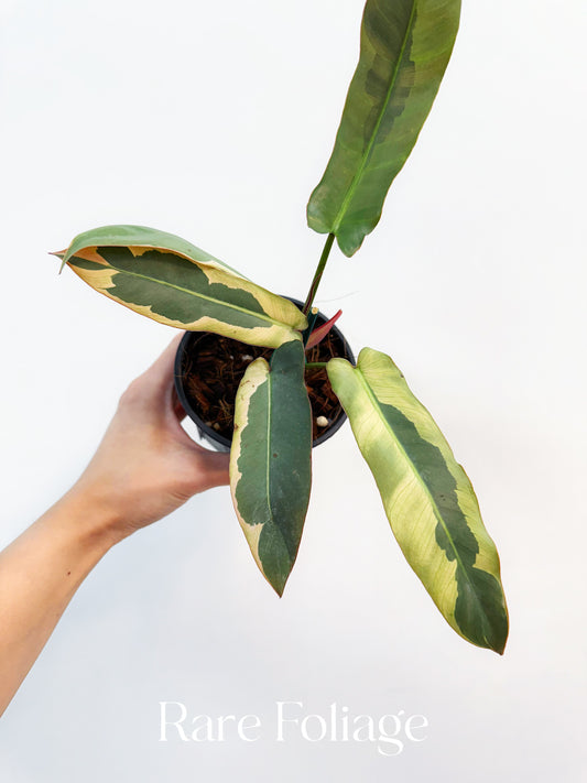 Philodendron Atabapoense Variegated 4”